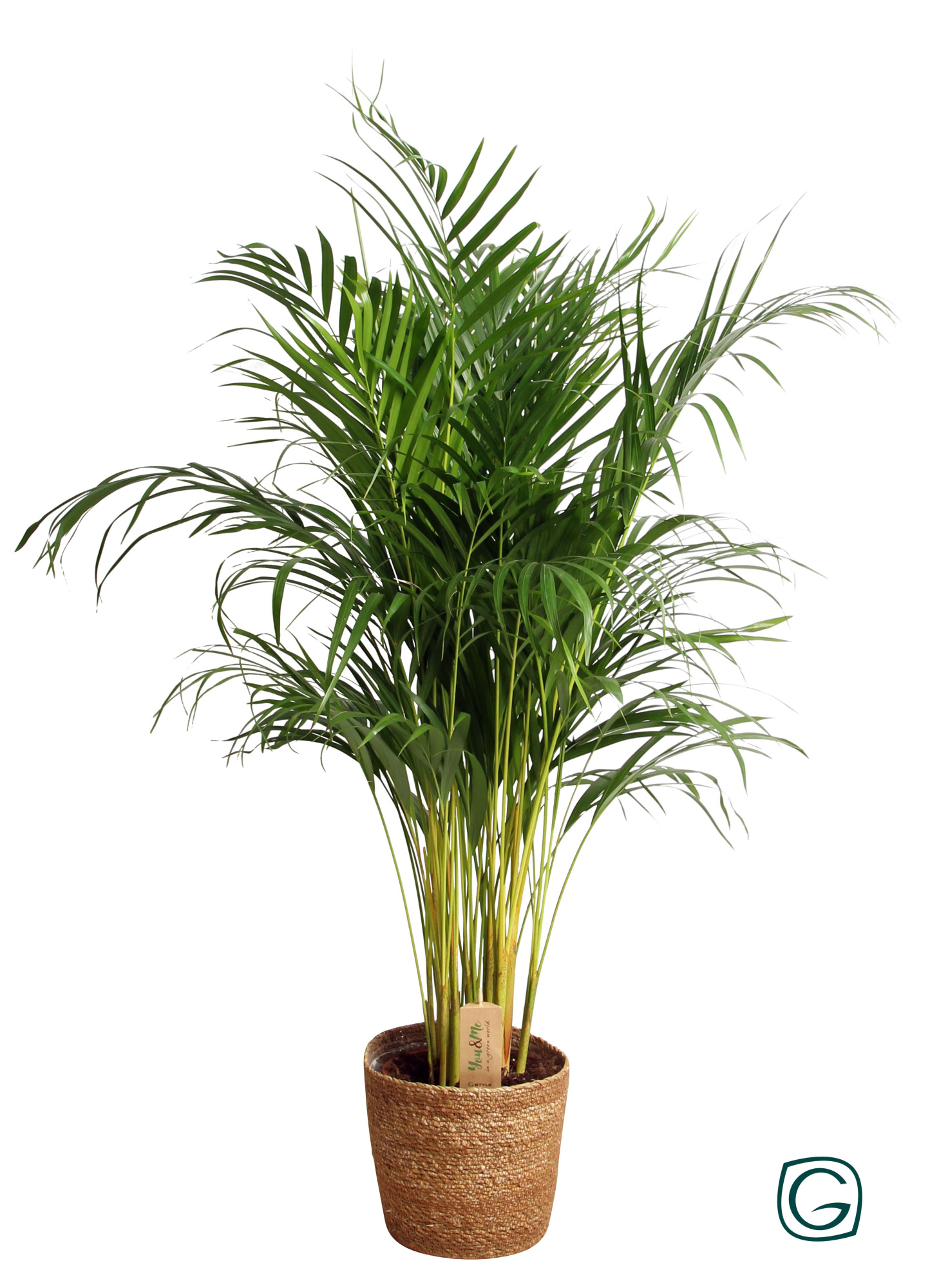 Areca in natural basket, D 21