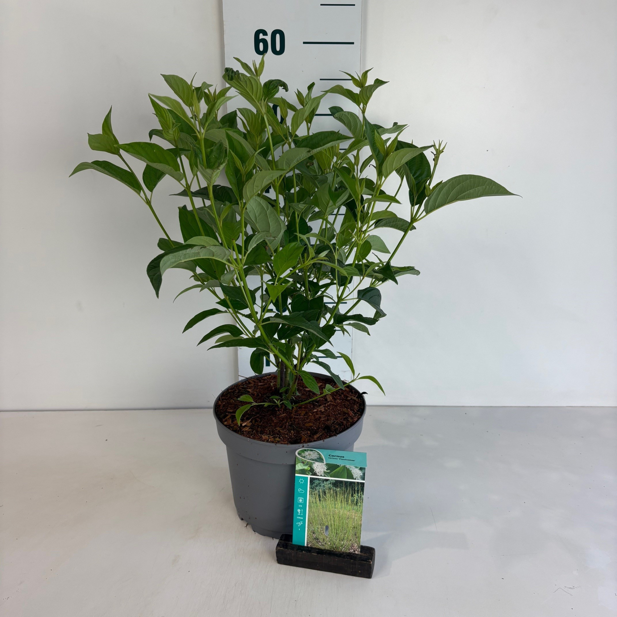 Cornus sericea Flaviramea, D 20 cm