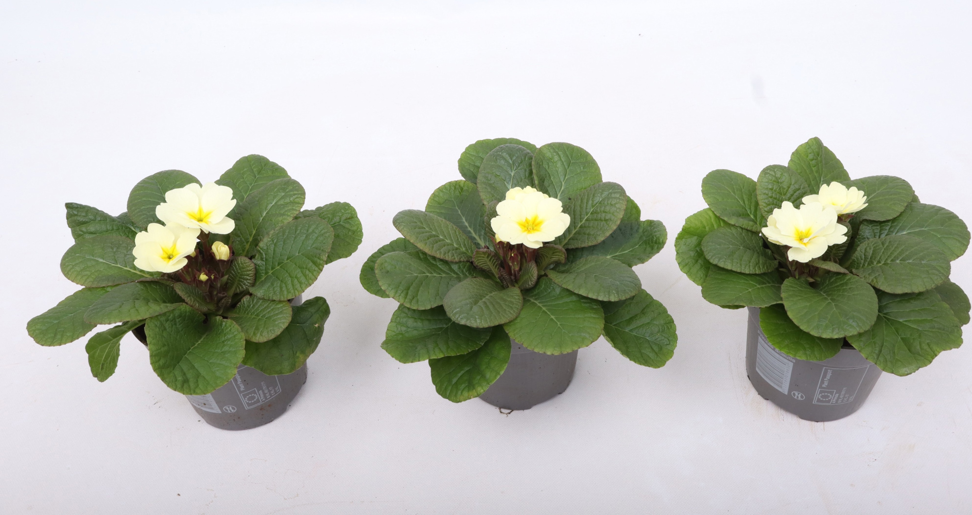 Primula Obsidian Yellow Light 10,5 cm (winterhard), D 10,5