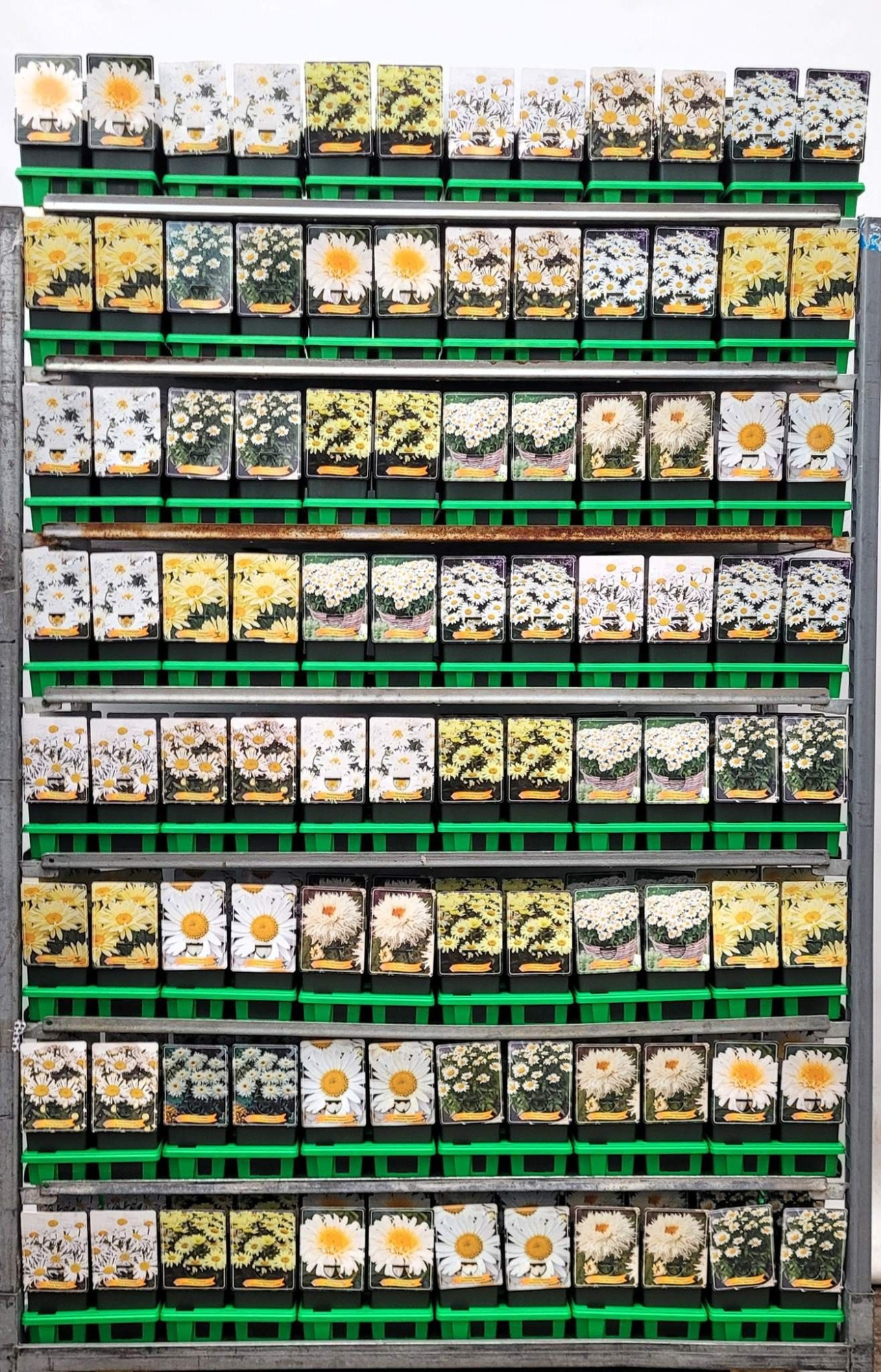 Leucanthemum mix CC P11, D 11 cm