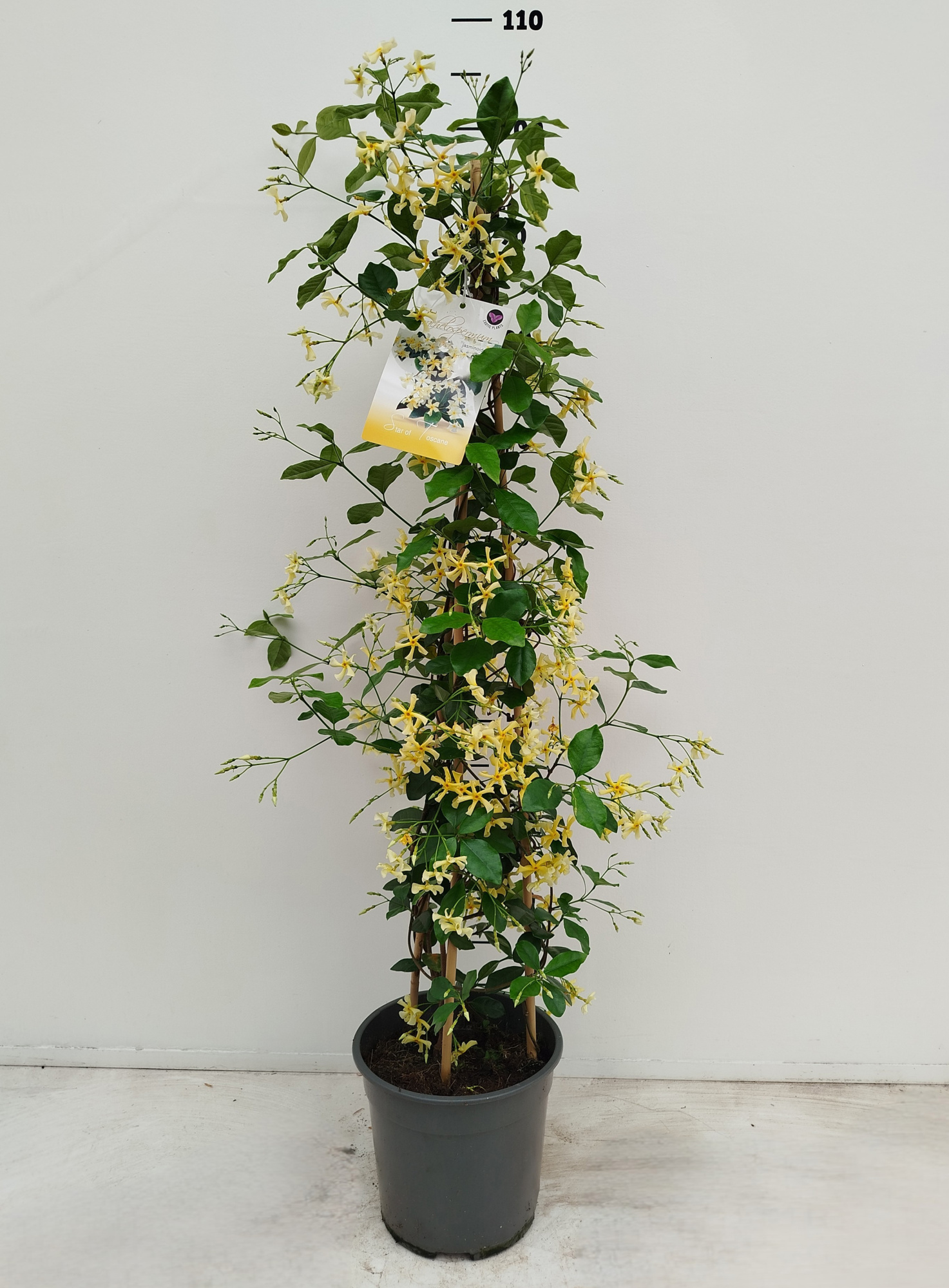 Trachelospermum jasminoides Star Of Toscane, D 19