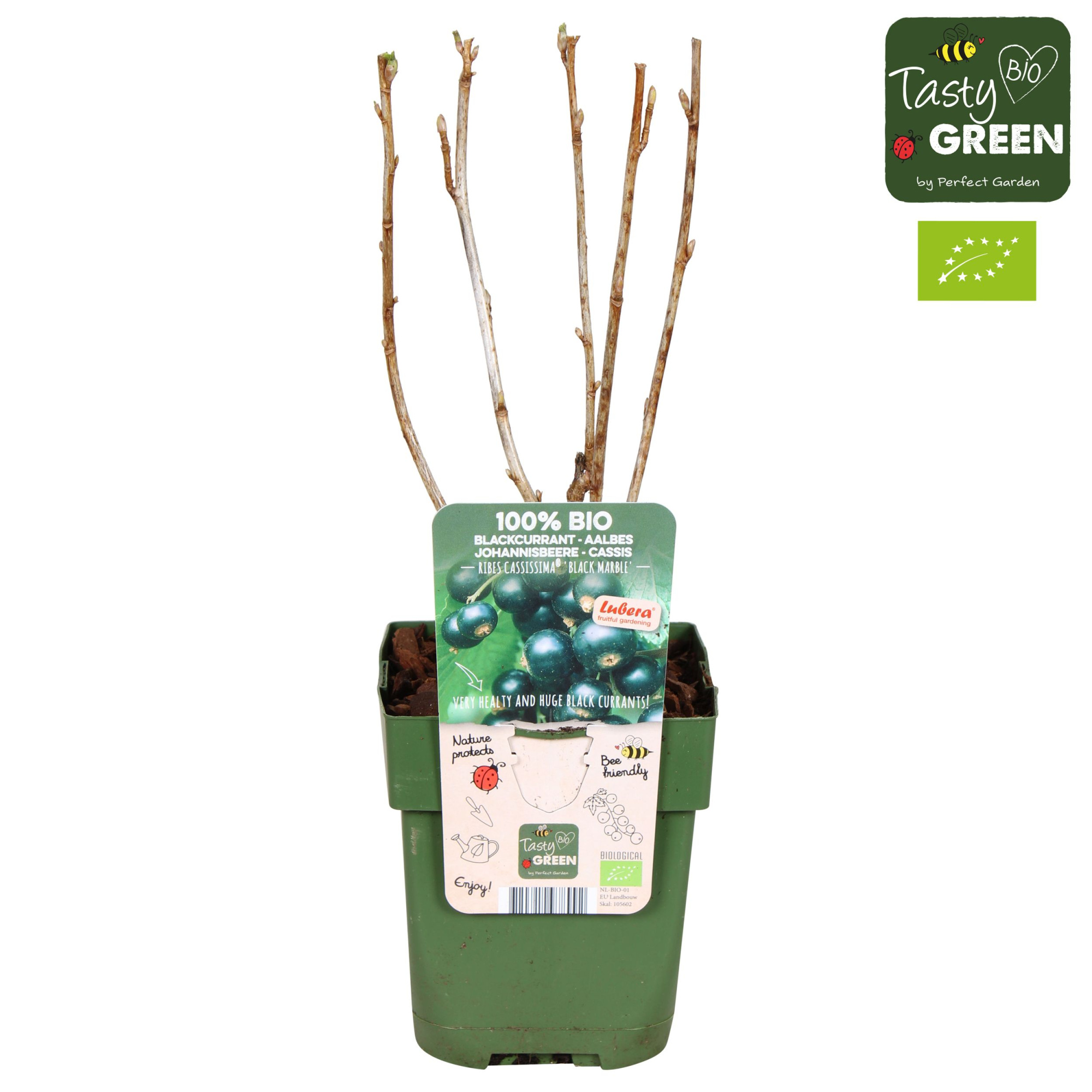 Ribes nigrum 'Black Marble' Bio P13, D 13 cm