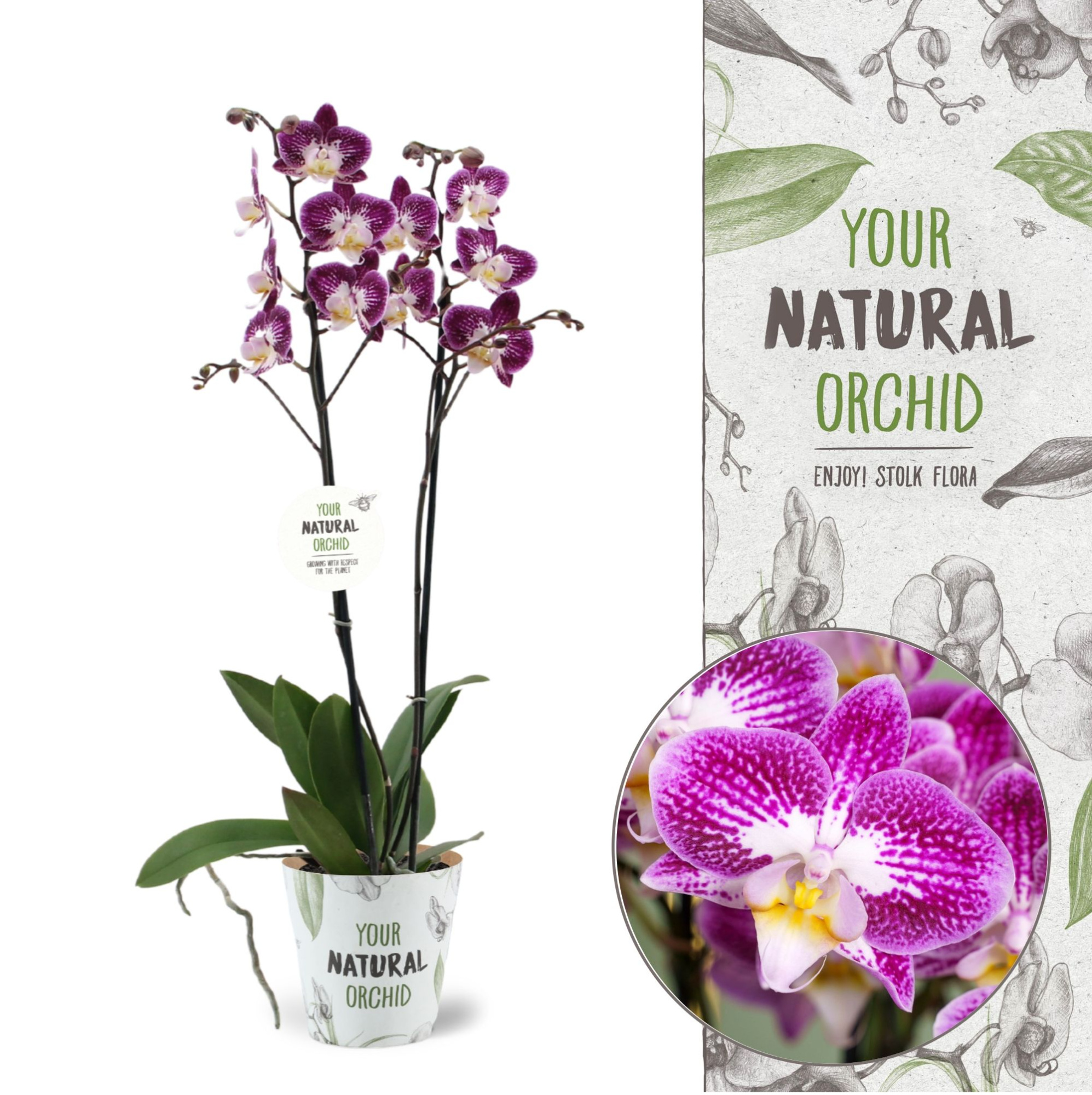 Your Natural Orchid | Nicole Uniquole | Phalaenopsis 2 spike, D 12 cm