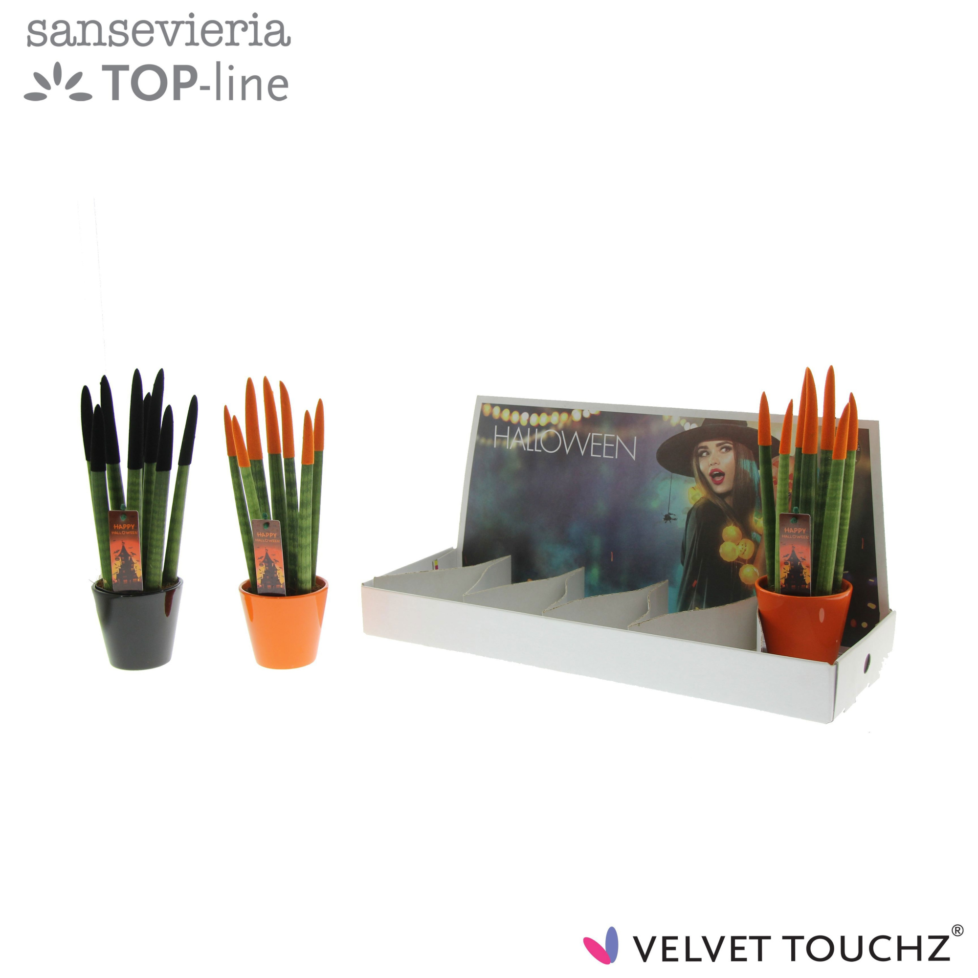 Sansevieria VELVET TOUCHZ® Halloween mix In keramiek R'dam in display doos, D 8,5 cm