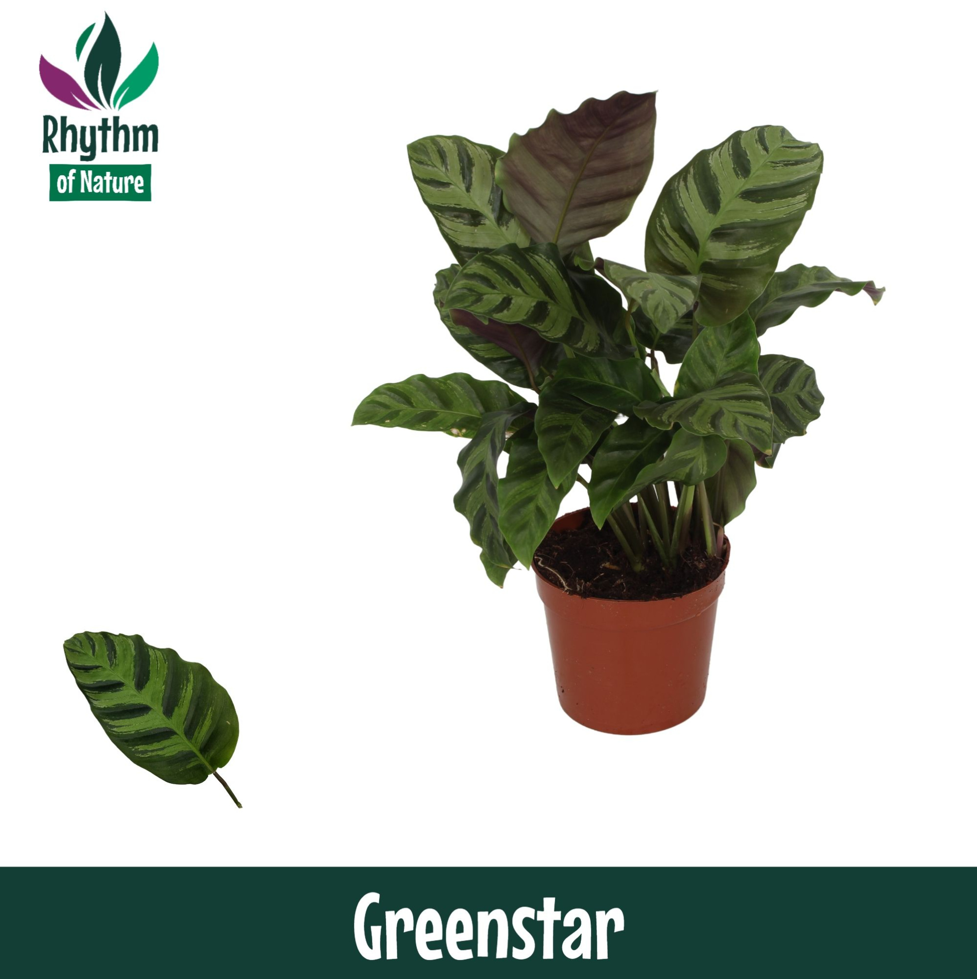 Calathea 12cm Greenstar - Rhythm of Nature, D 12