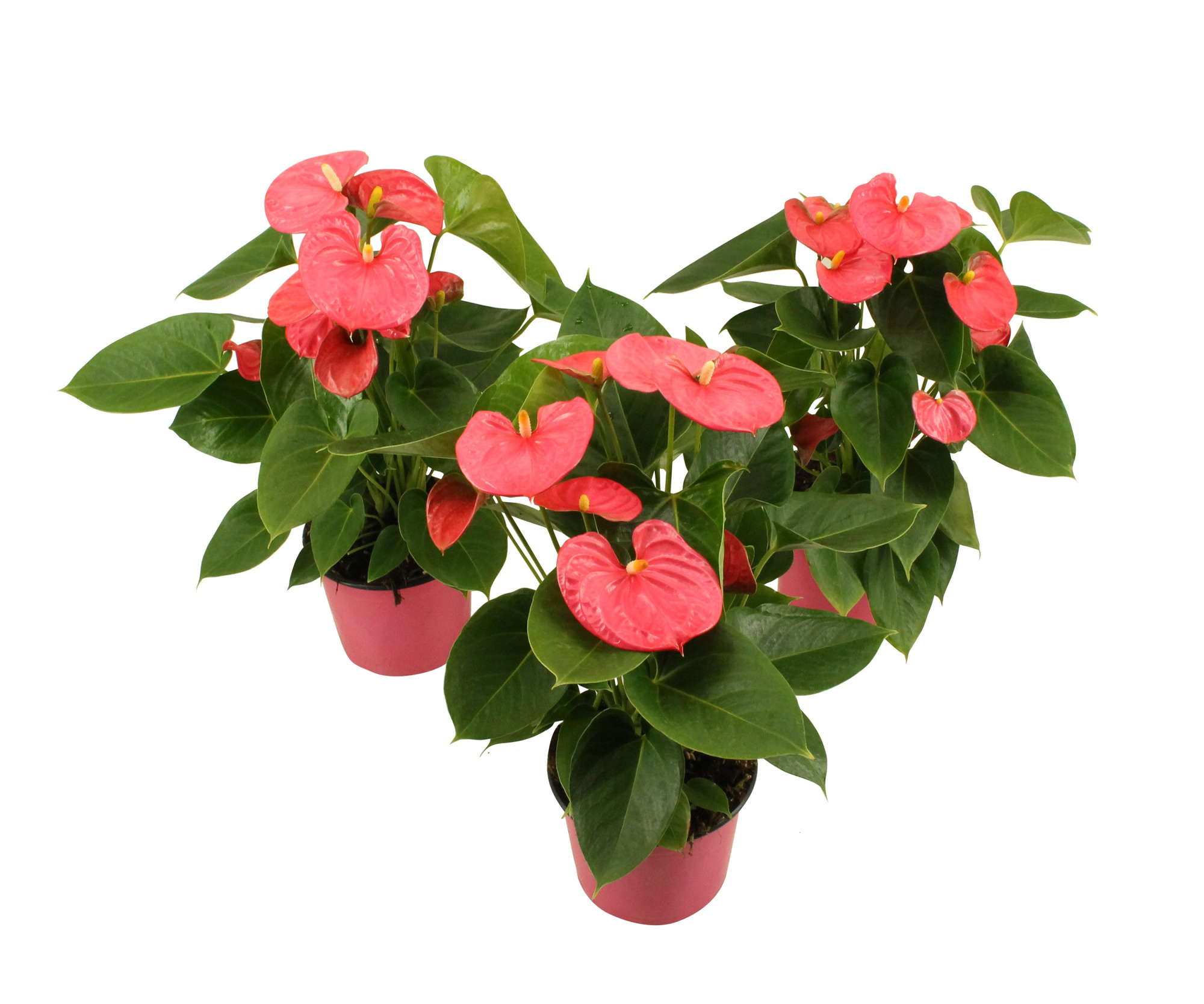 Anthurium XL.31 Arisa Pink 14cm, D 14