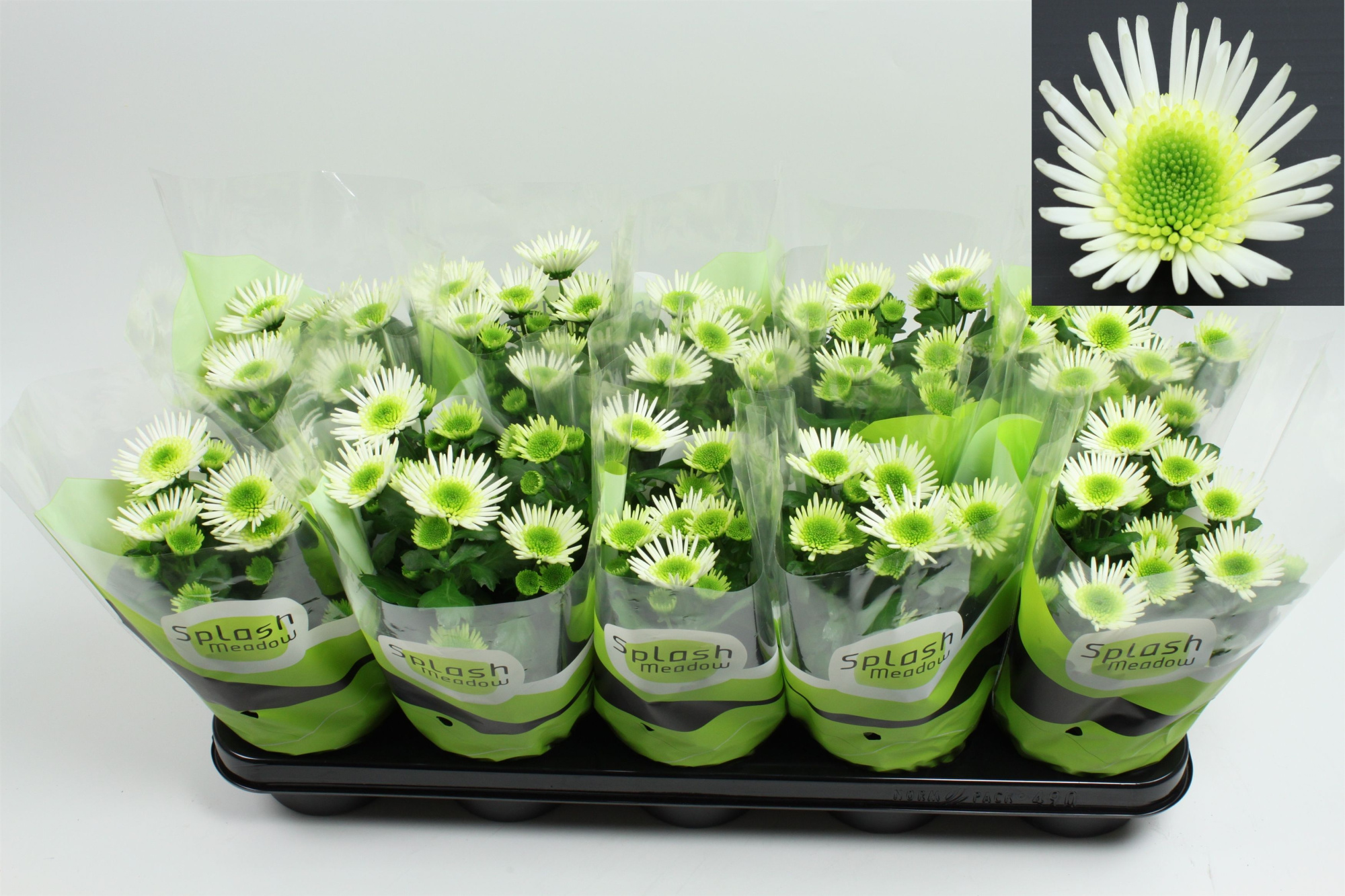 Chrysant Splash Meadow 2-2 Pot 12, D 12 cm