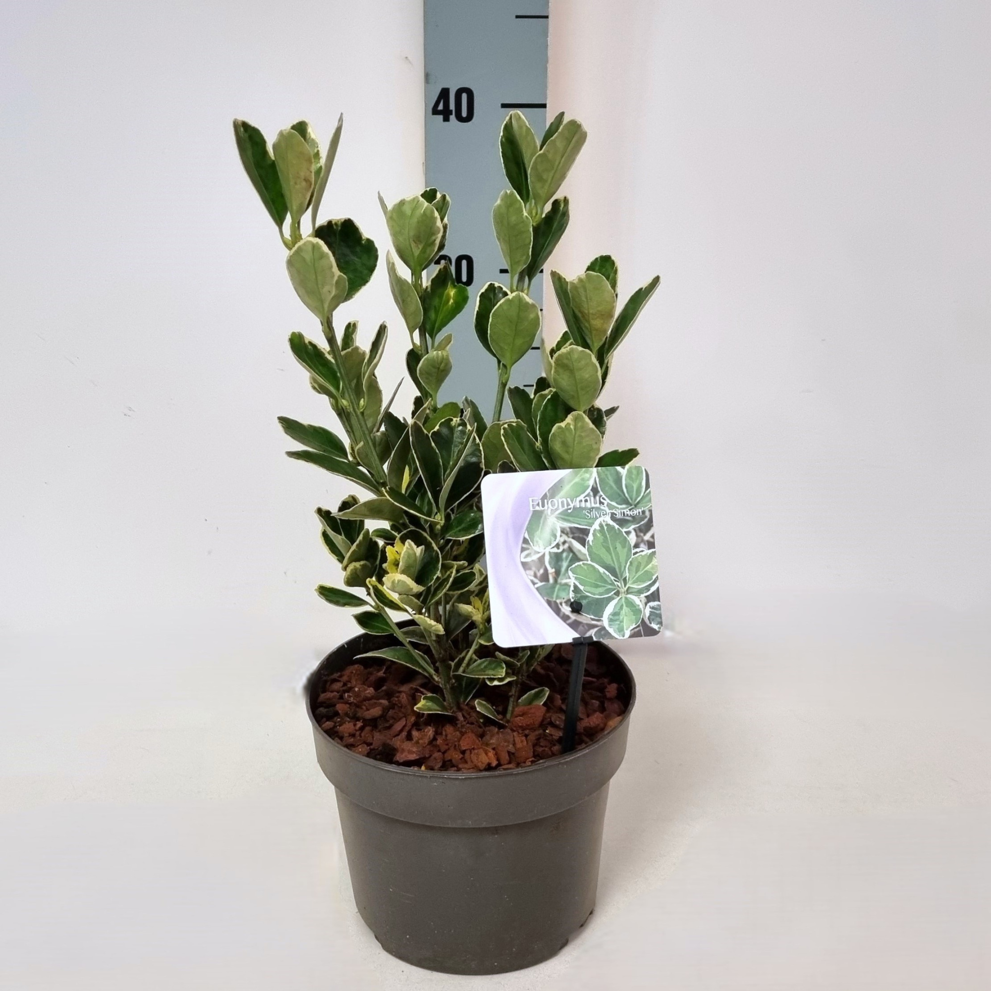 Euonymus jap. 'Silver Simon' P17, D 17