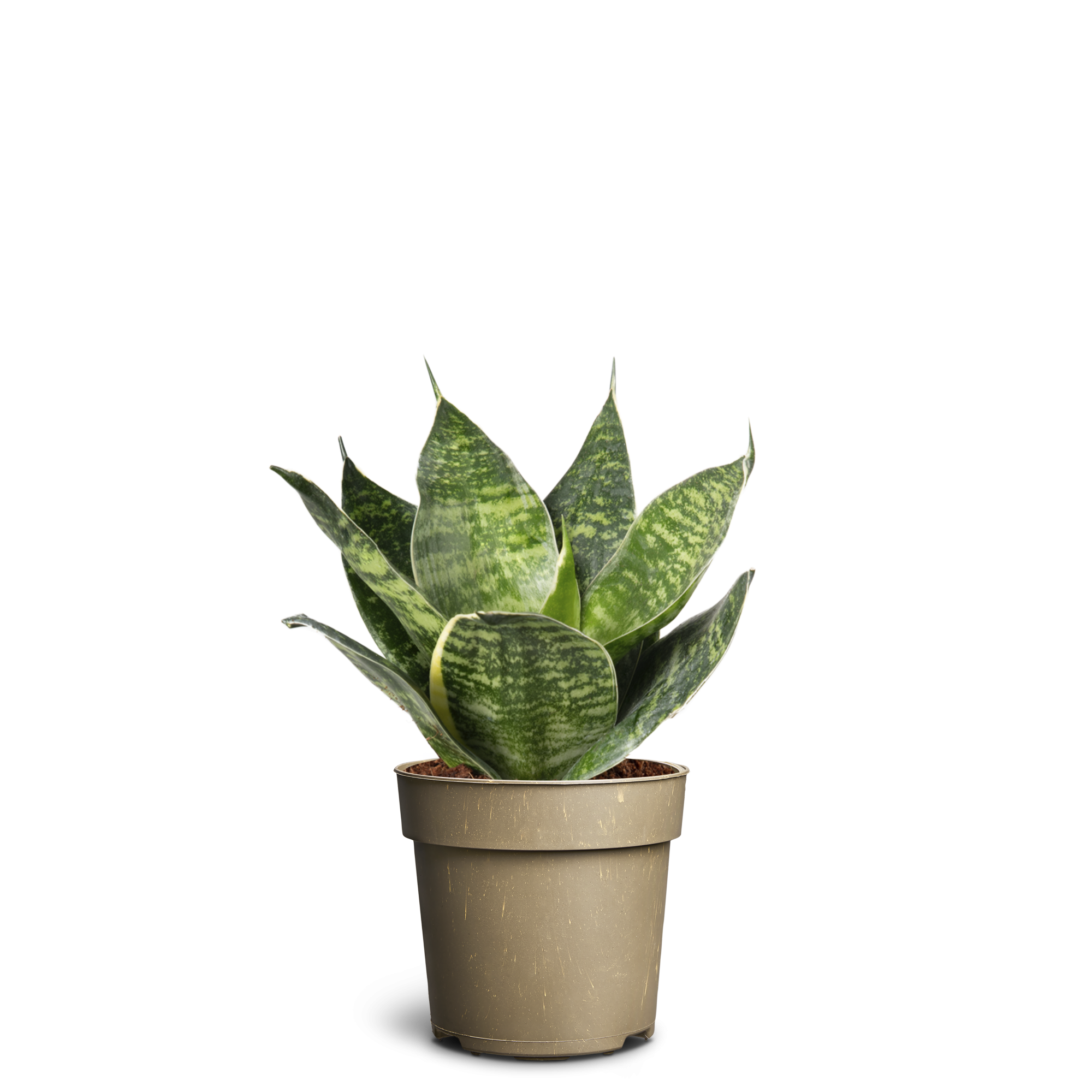 Sansevieria ´Hahnii Green´, D 11