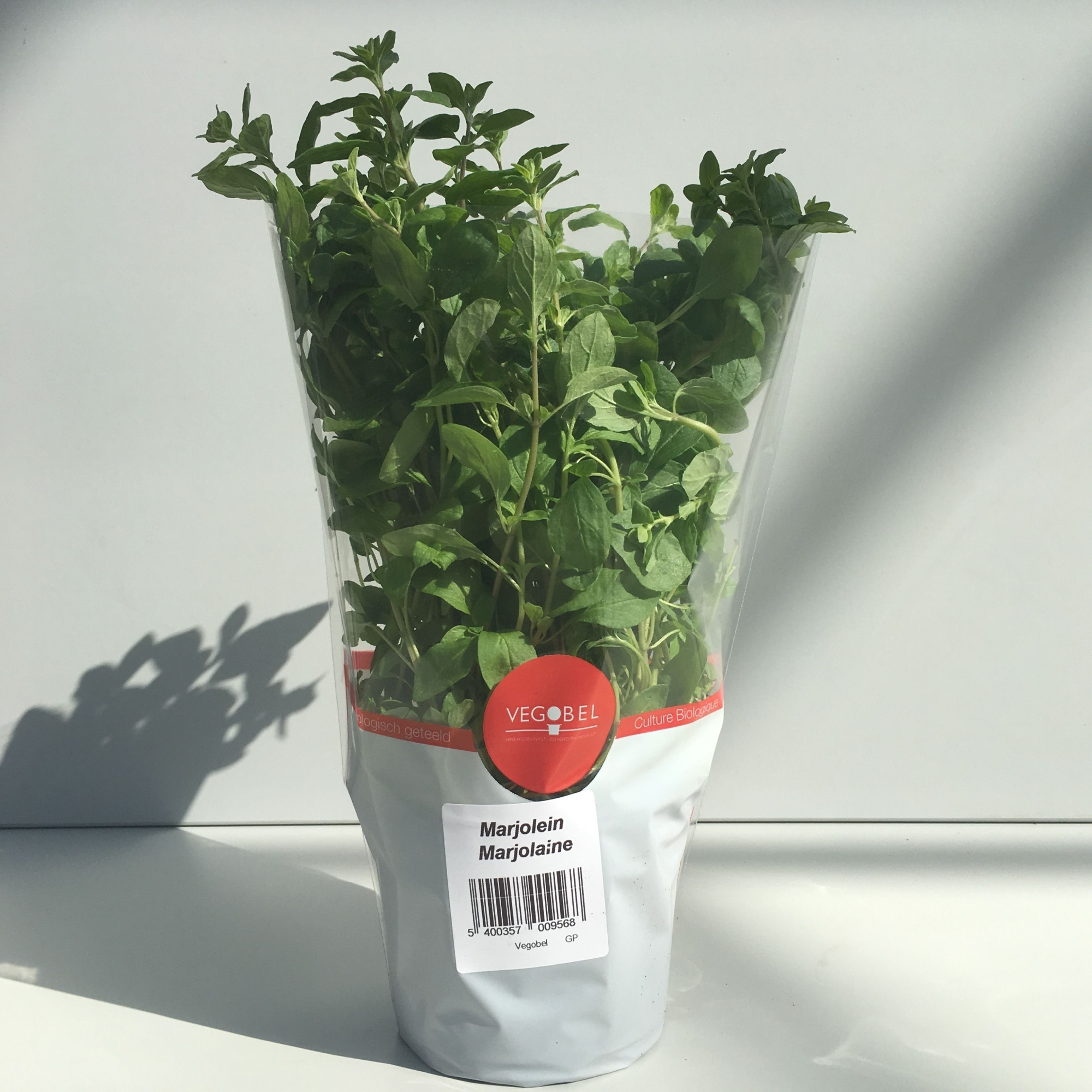 Marjolein P12, D 12 cm