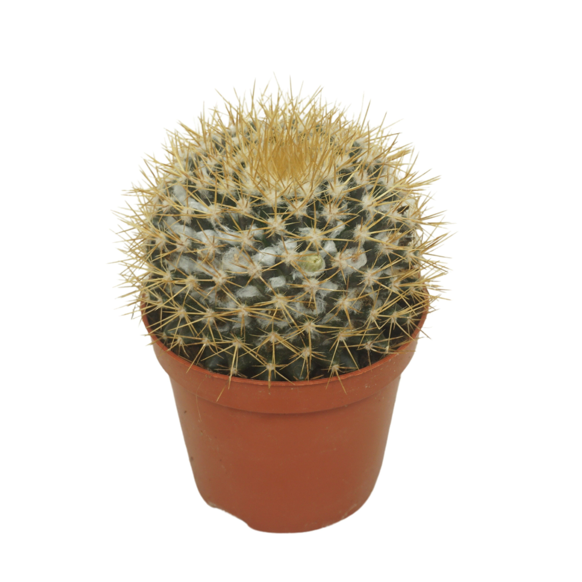 Mammillaria nivosa 8,5 cm, D 8,5