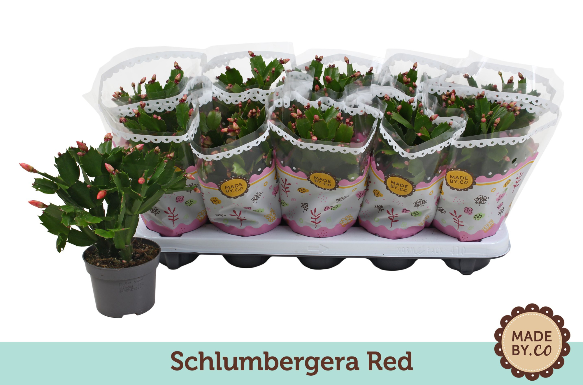 Schlumbergera Spicy Stars Red 10.5 cm, D 10,5