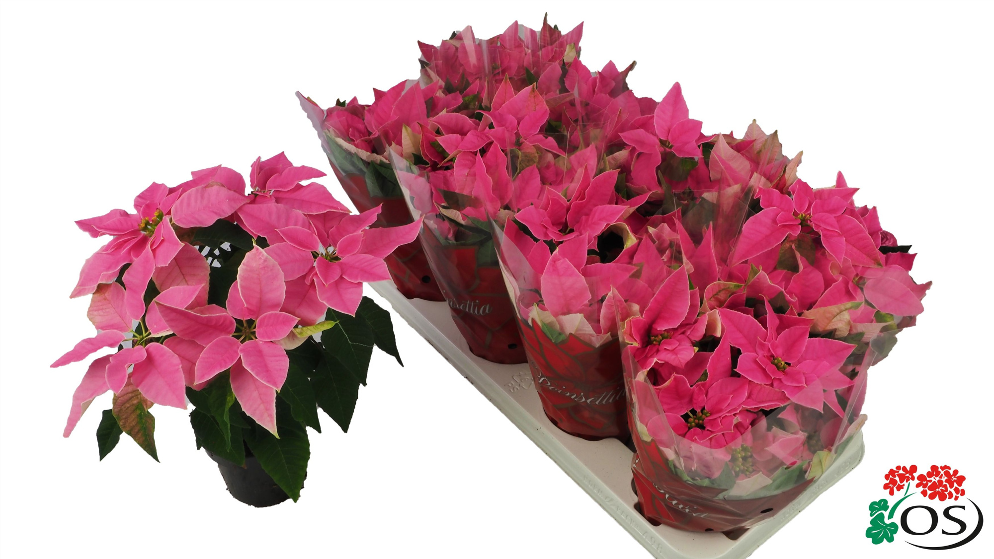 Euphorbia Princettia vertakt Hot Pink, D 11 cm