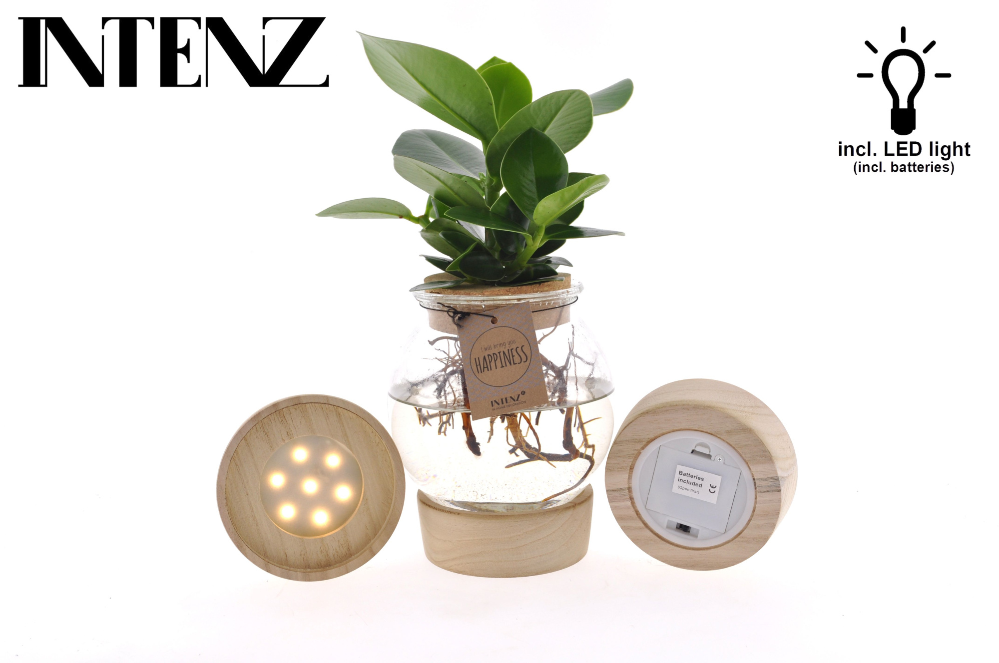 Clusia in Bolglas + Klikkurk + LED - levertijd: 24 uur, D 12 cm