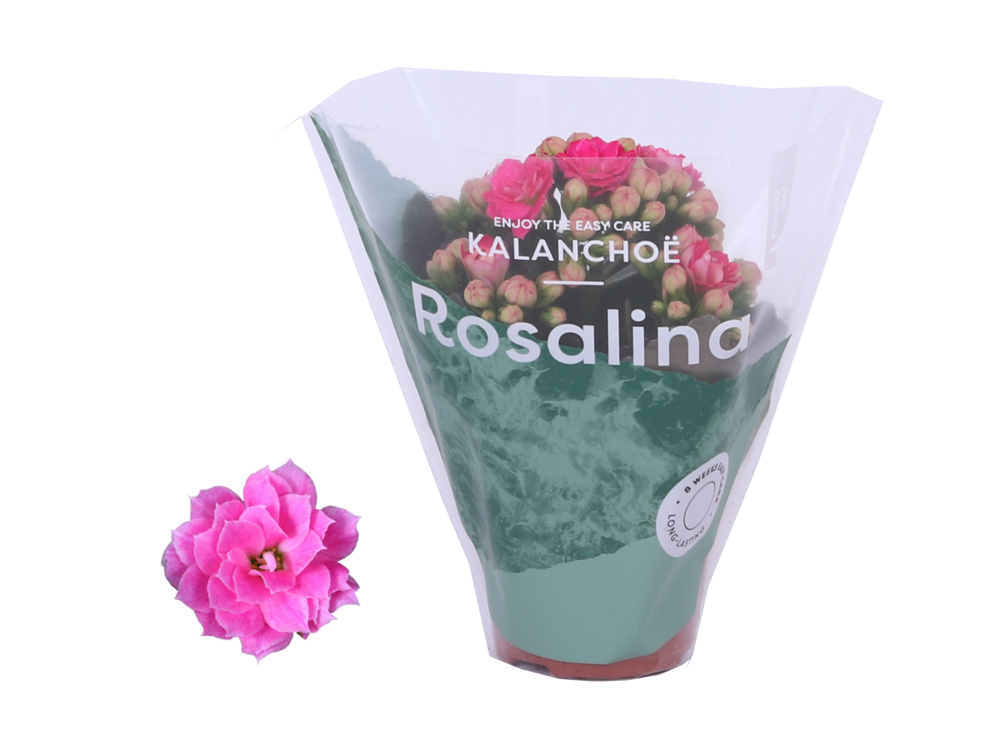 Kalanchoe Rosalina 06cm Don Nando roze, D 6