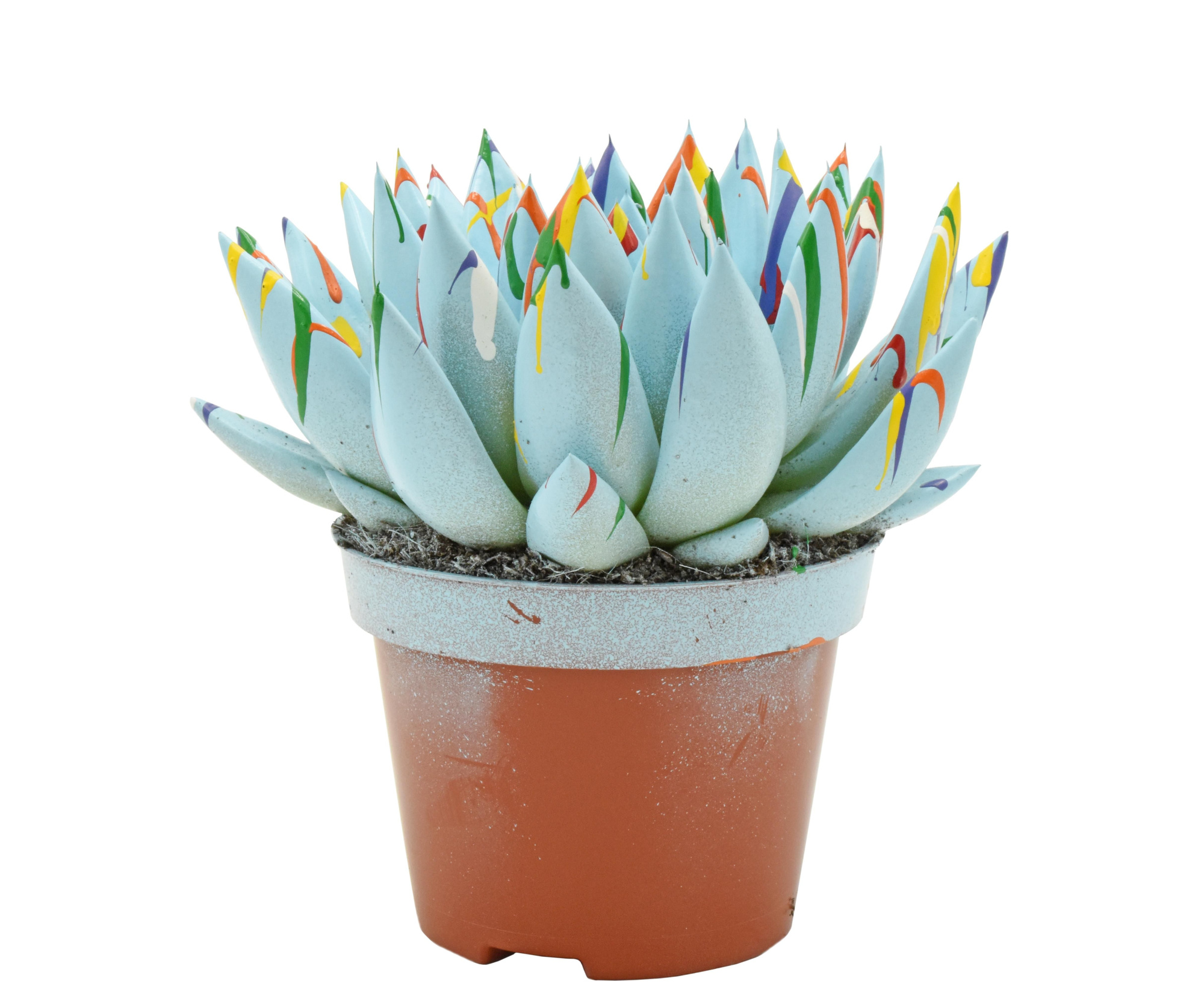 Miranda coloured Splash pastel blue, D 10,5 cm