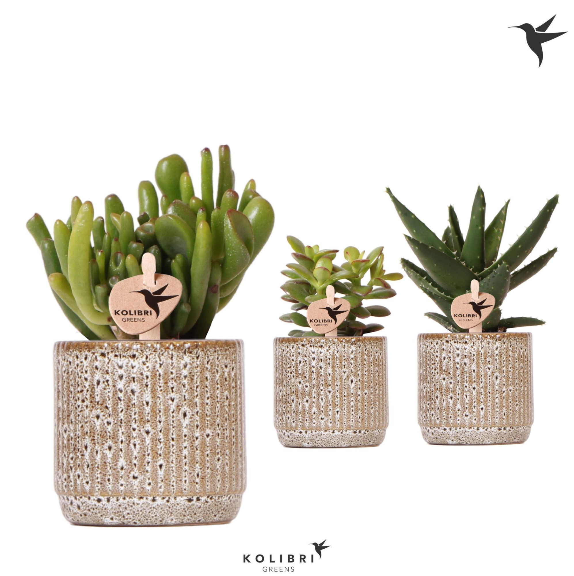 Kolibri Greens Succulenten mix in Jaguar pot, D 6 cm