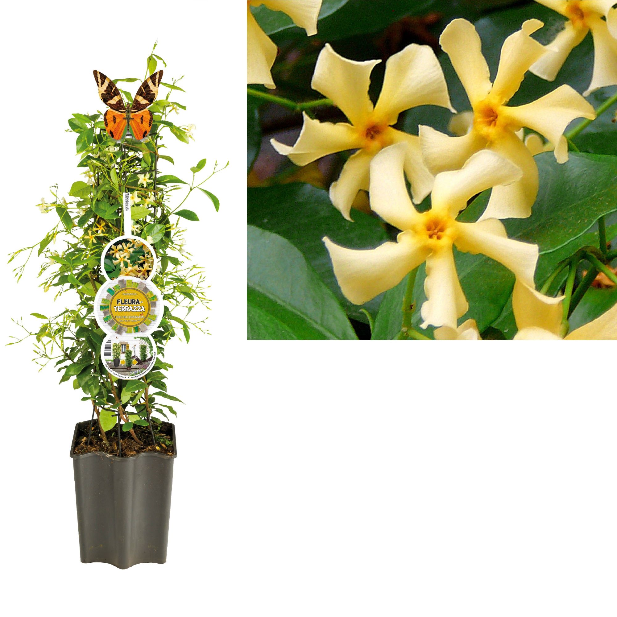FleuraTerrazza W320 Trachelospermum jasm. 'Star of Toscane' PBR +label, D 19