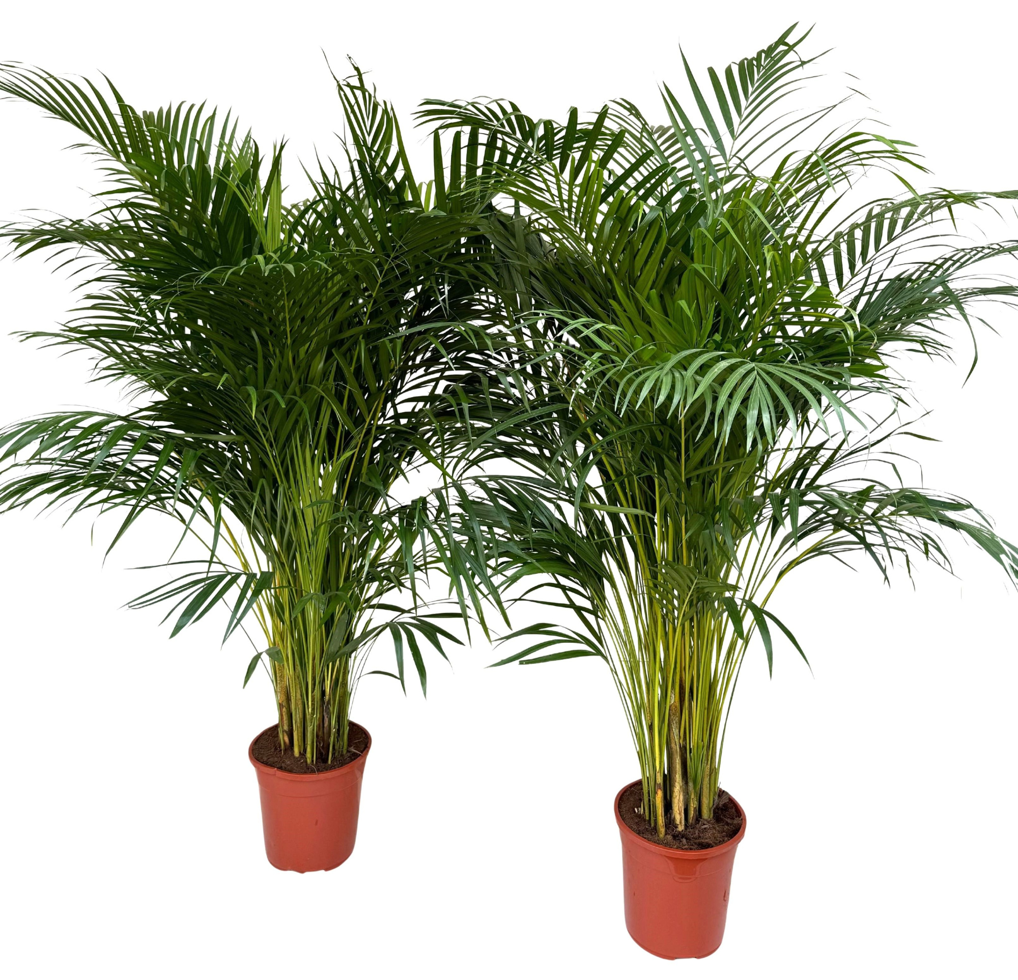 Dypsis lutescens P24 H150, D 24 cm