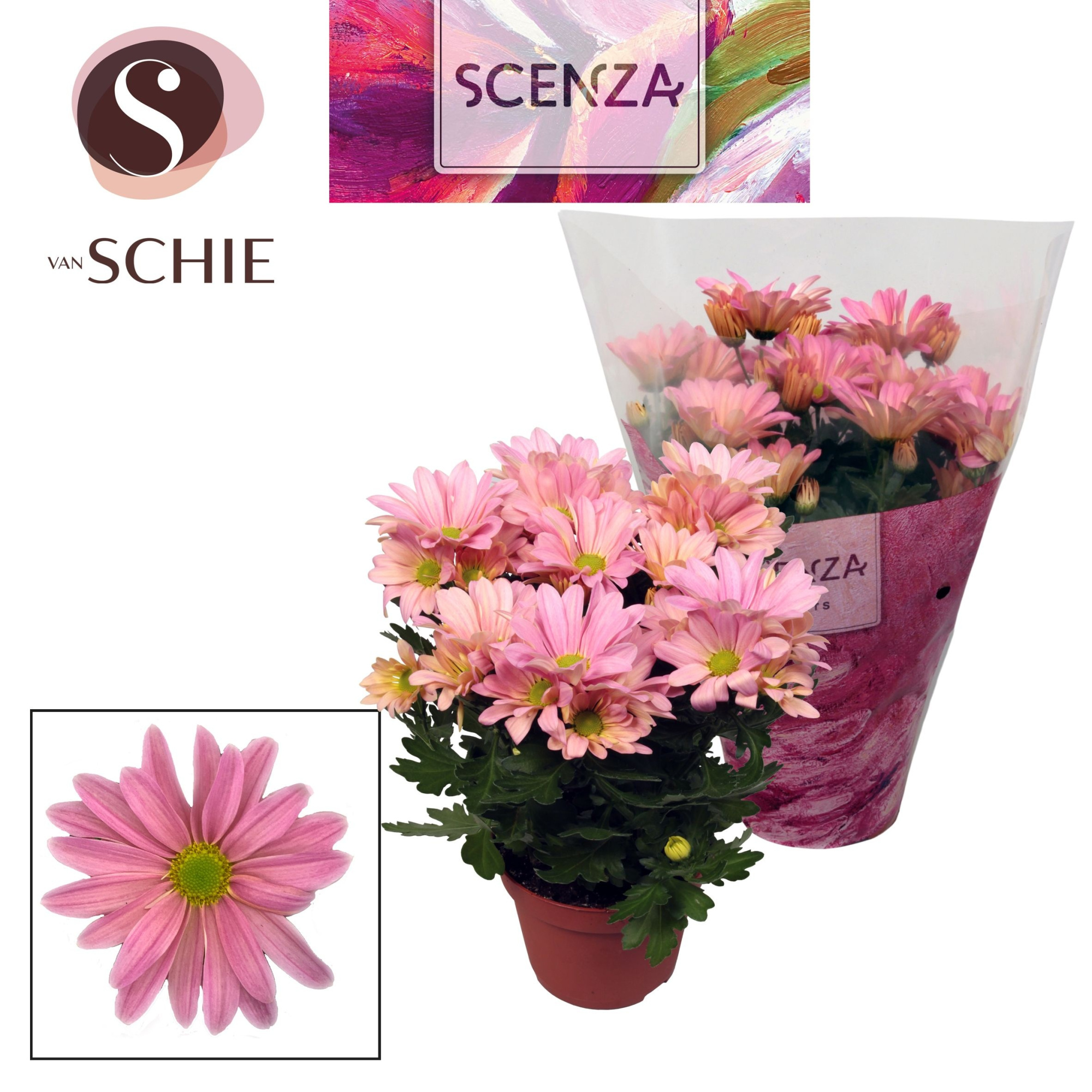 Chrysant Breeze Princess, D 13 cm