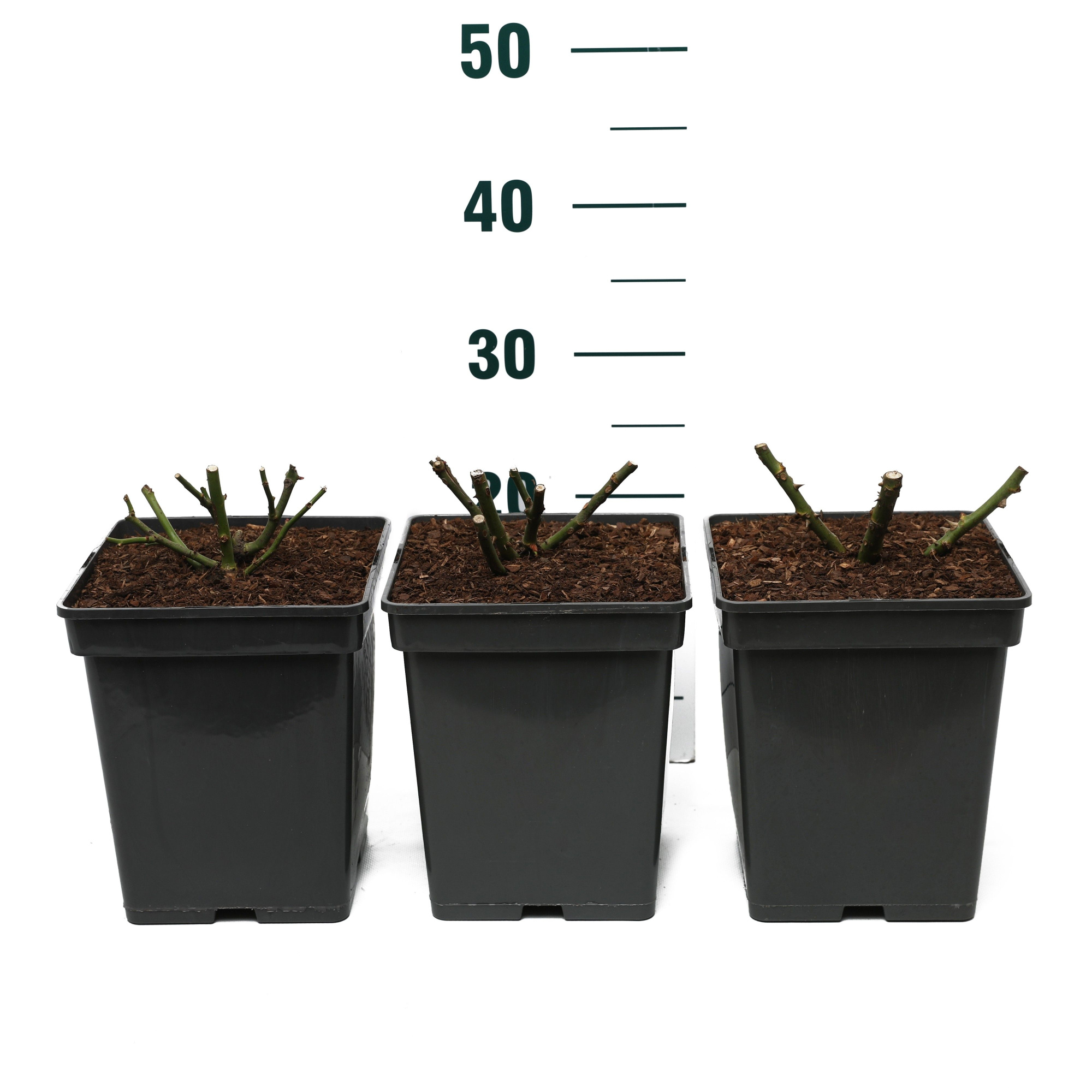 Rosa 'MOOISTE MIX' - Struik - VP5 - Categorie 3, D 23