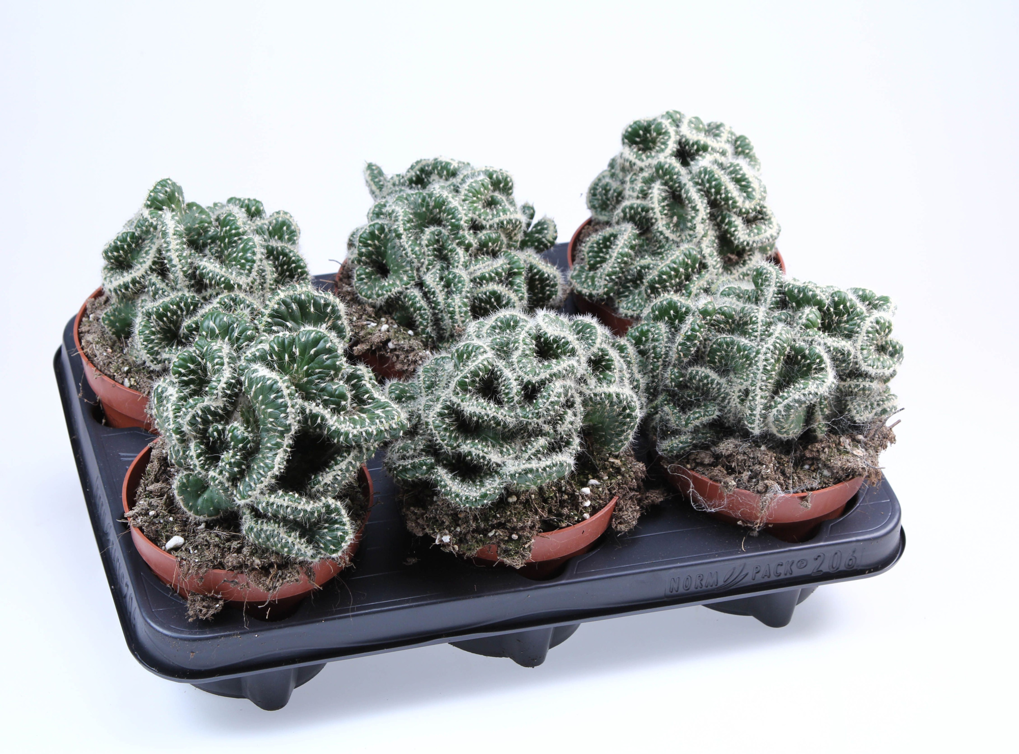 Opuntia Cylindrica cristata, D 12