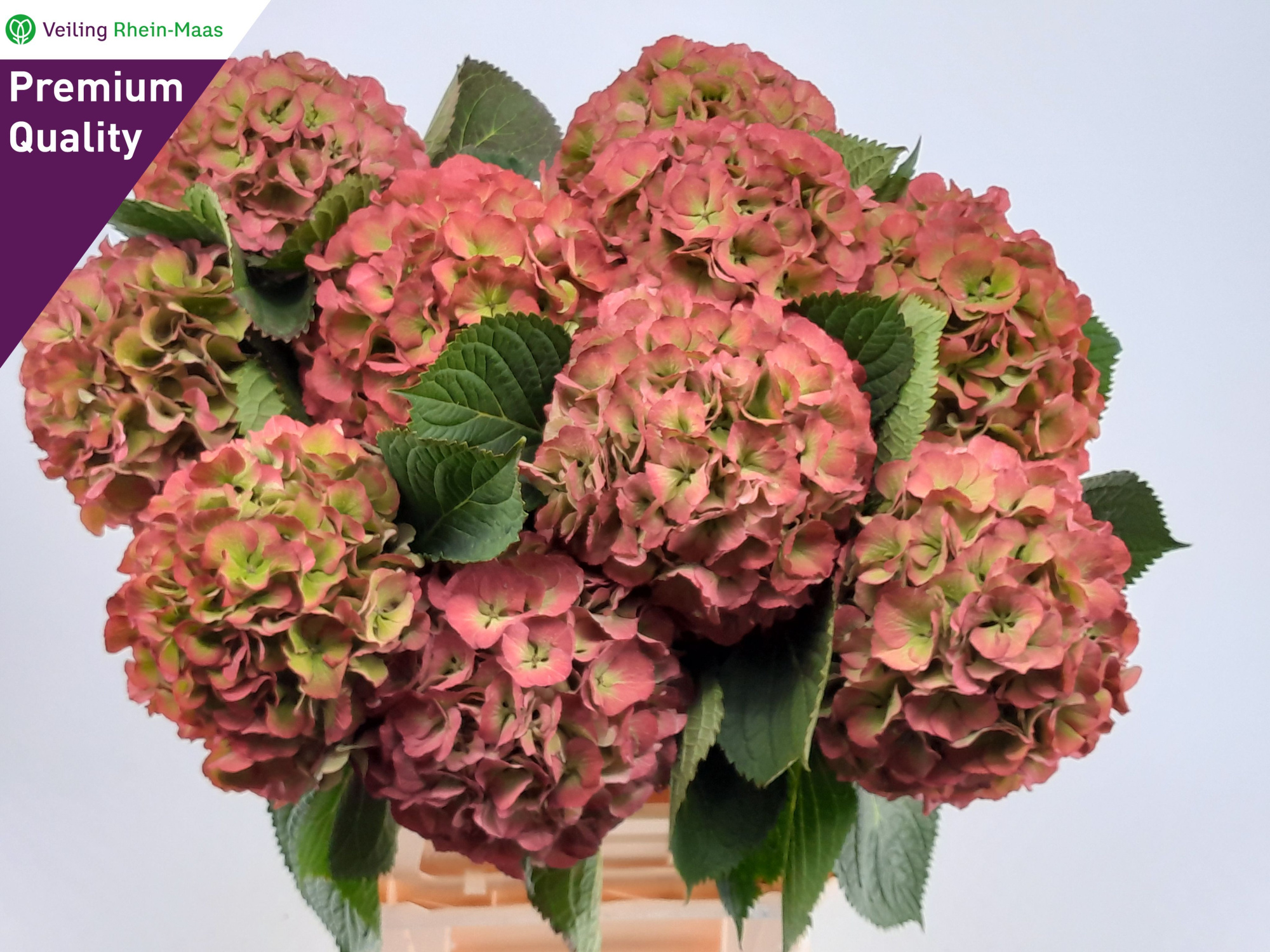 Гортензия Элбтал Классик 80, шт.