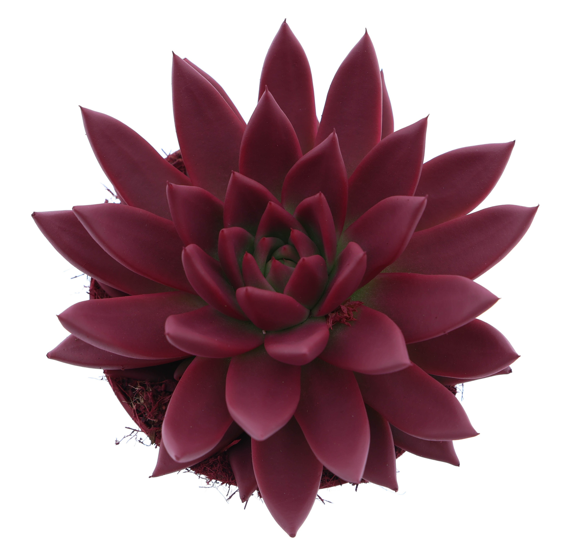 Rainbow bordeaux red, D 12 cm