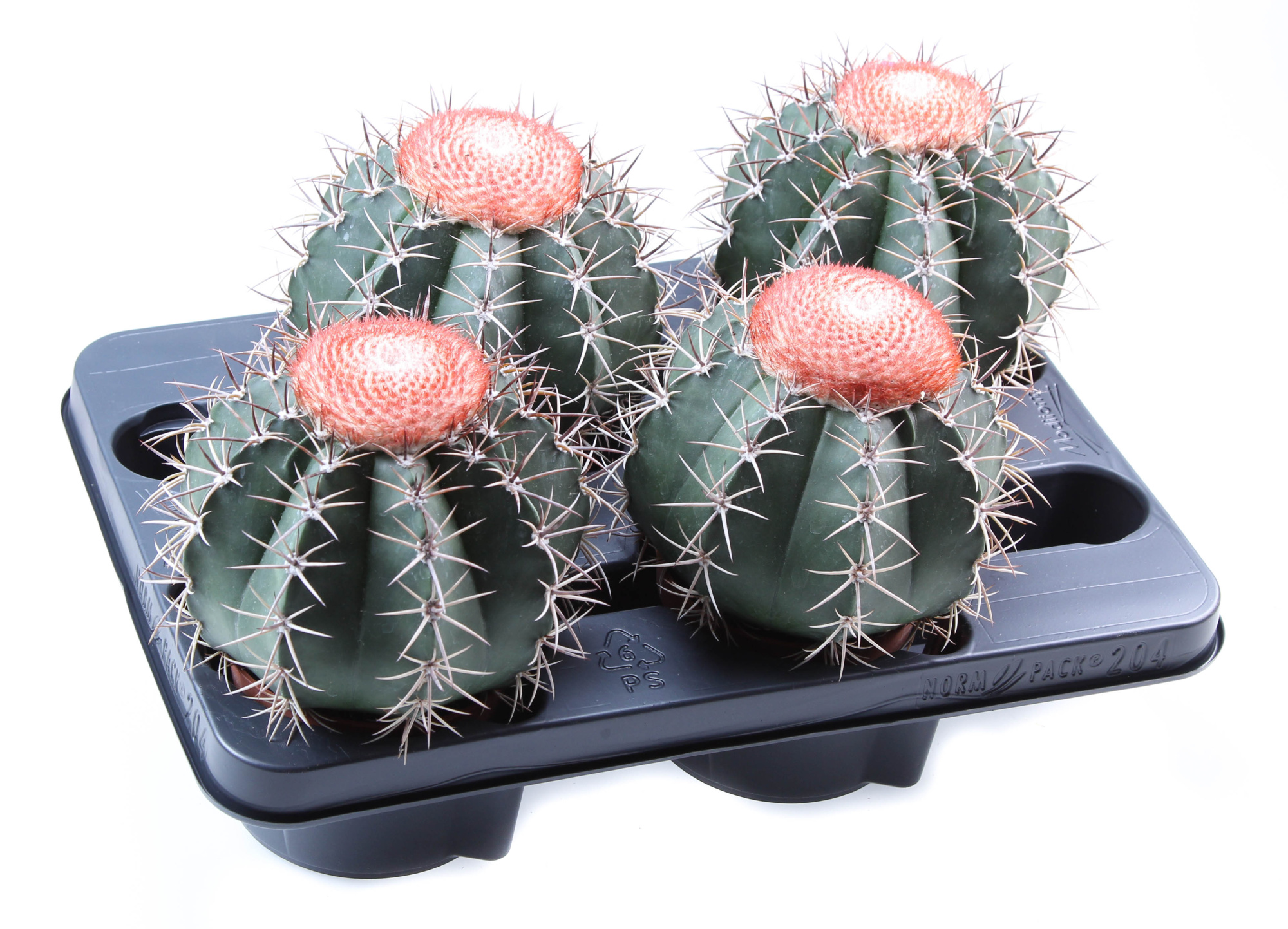 Melocactus neryi XXXL, D 10,5