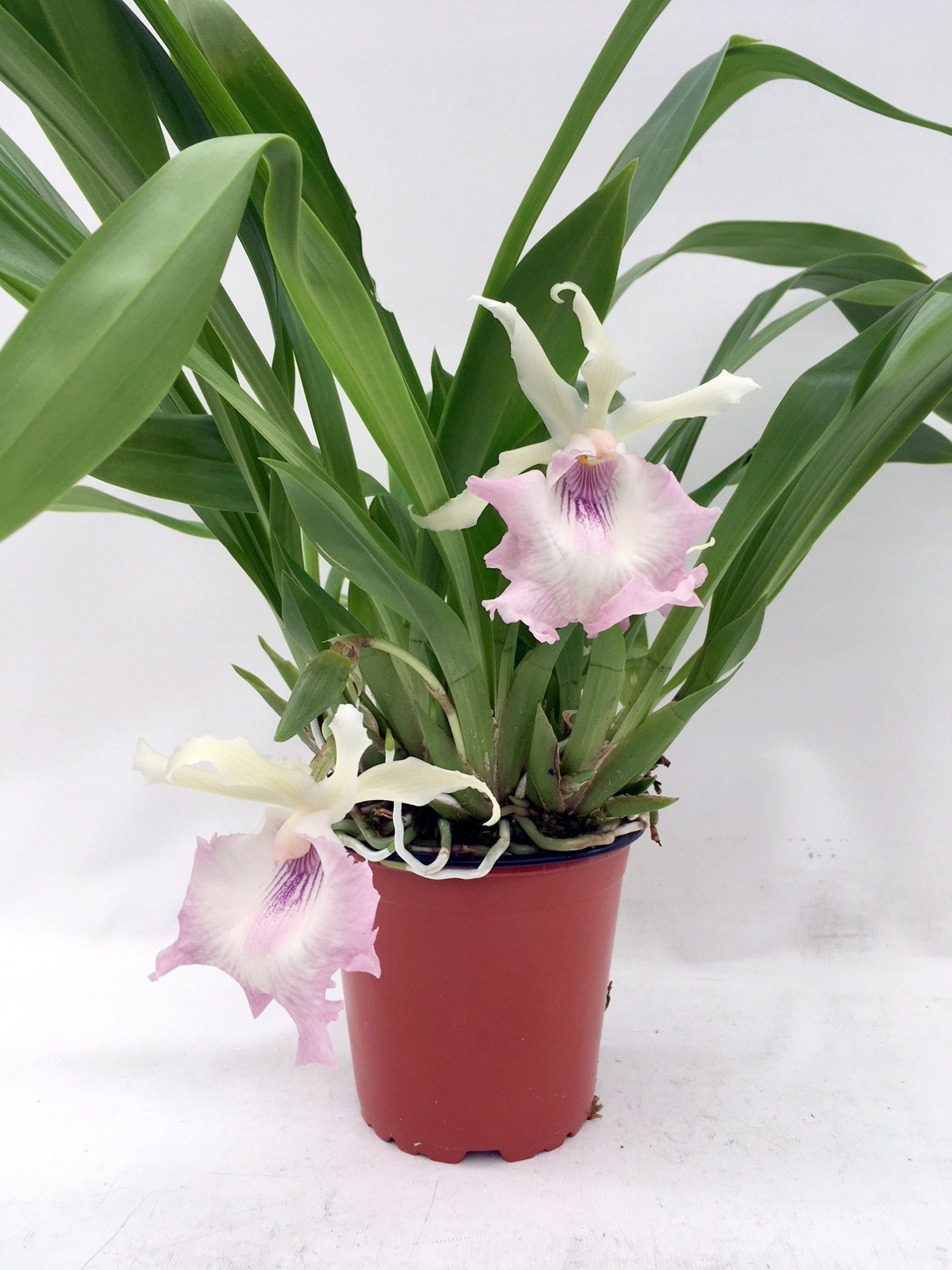 Cochleanthes hybr. 12 cm Topf, D 12 cm