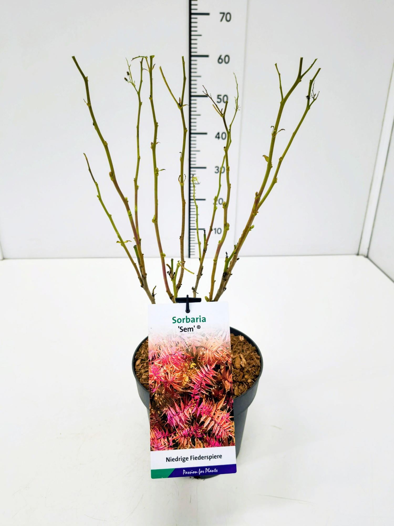 Sorbaria sorbifolia 'Sem' 30-40C3, D 19