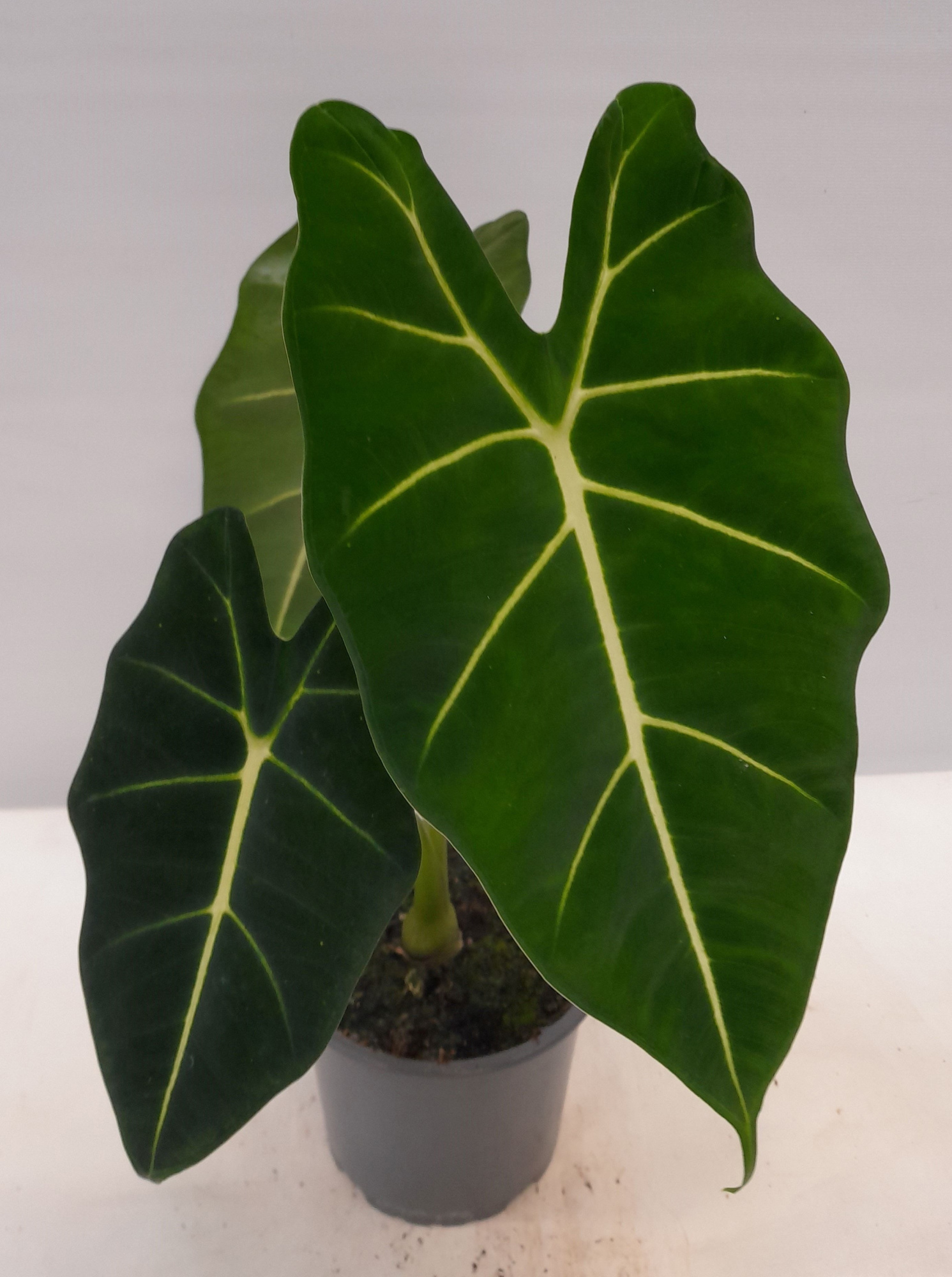 ALOCASIA X AMAZONICA Frydek, D 12 cm