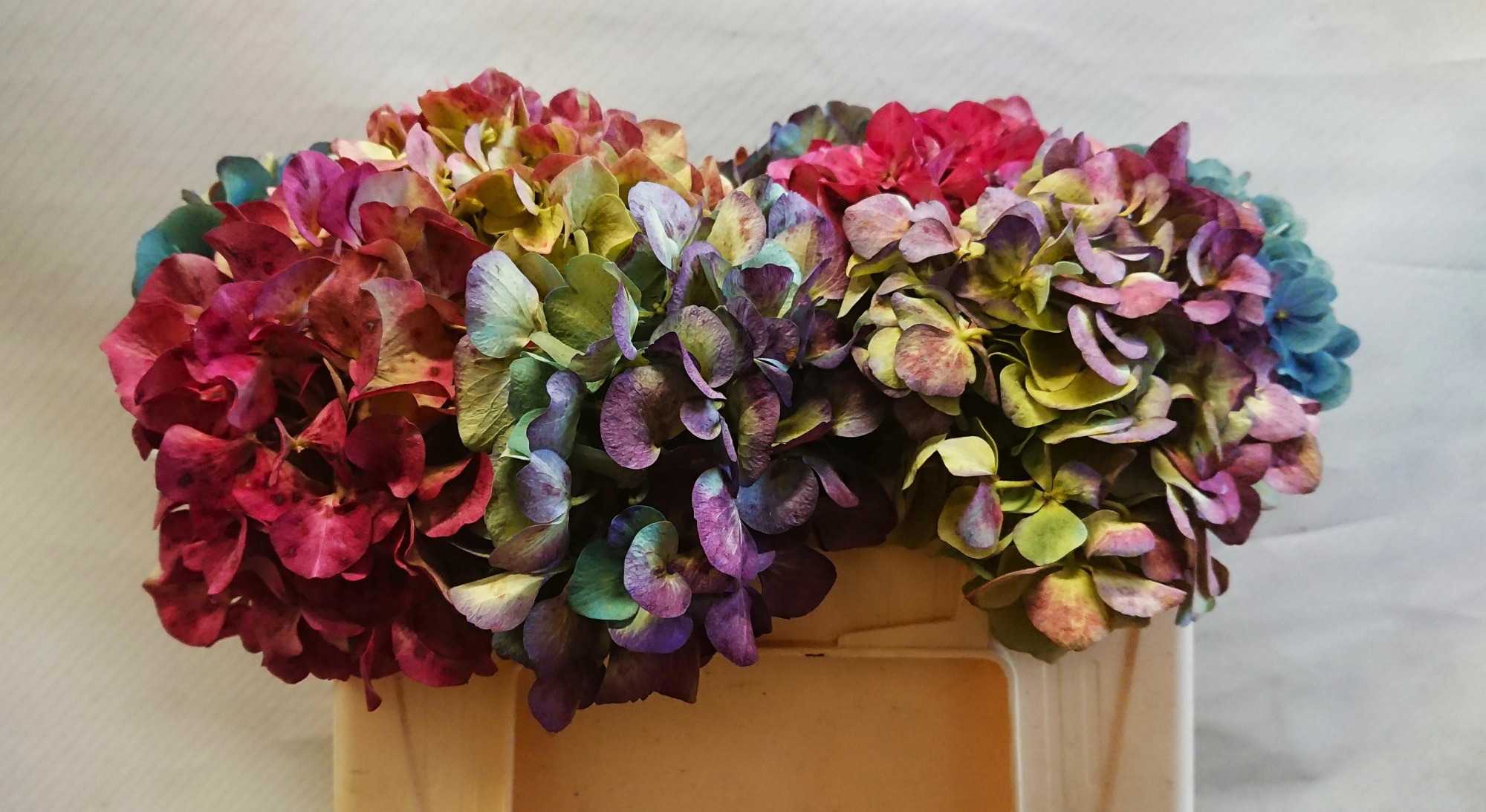 Гортензия Овериг Классик 20, шт.