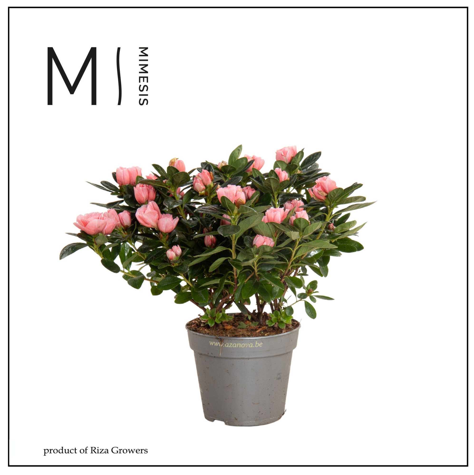 Azalea Zalm - 13cm | Mimesis, D 13 cm
