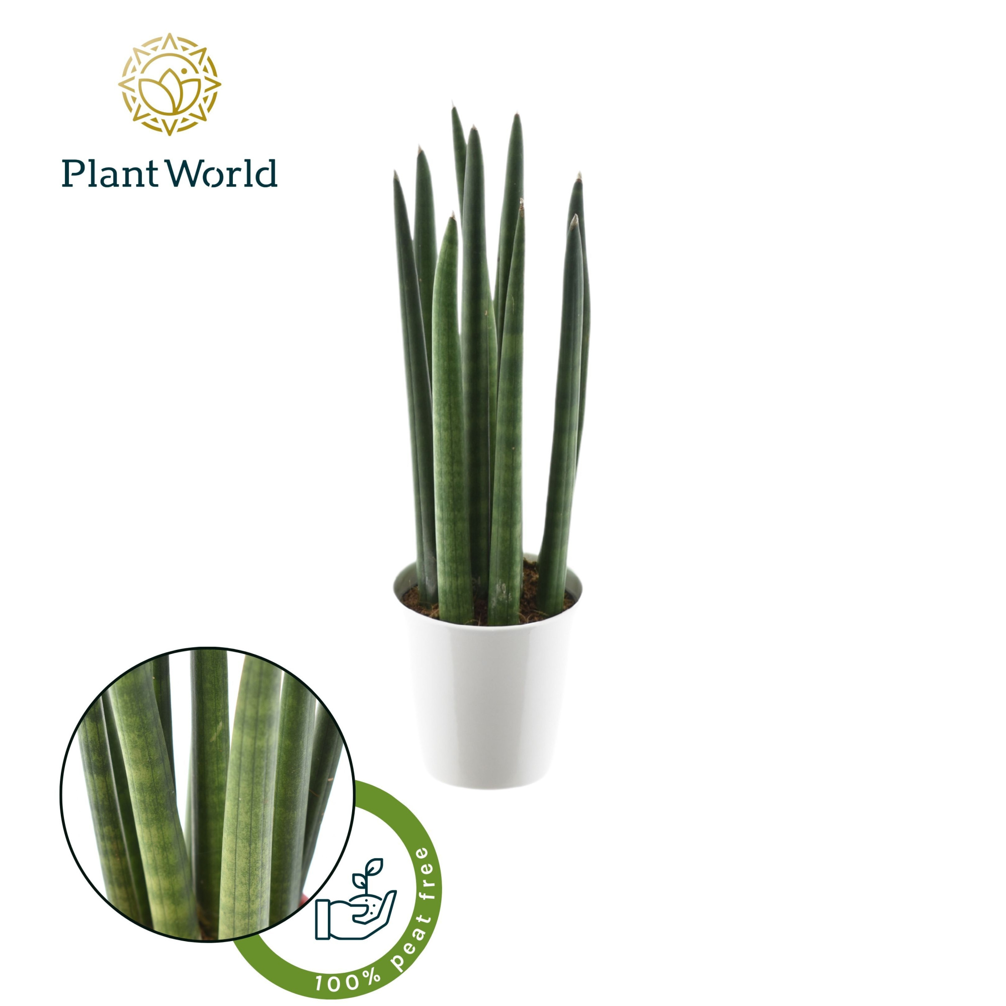 Sansevieria cylindrica "Spaghetti' in keramiek wit, D 8,5 cm