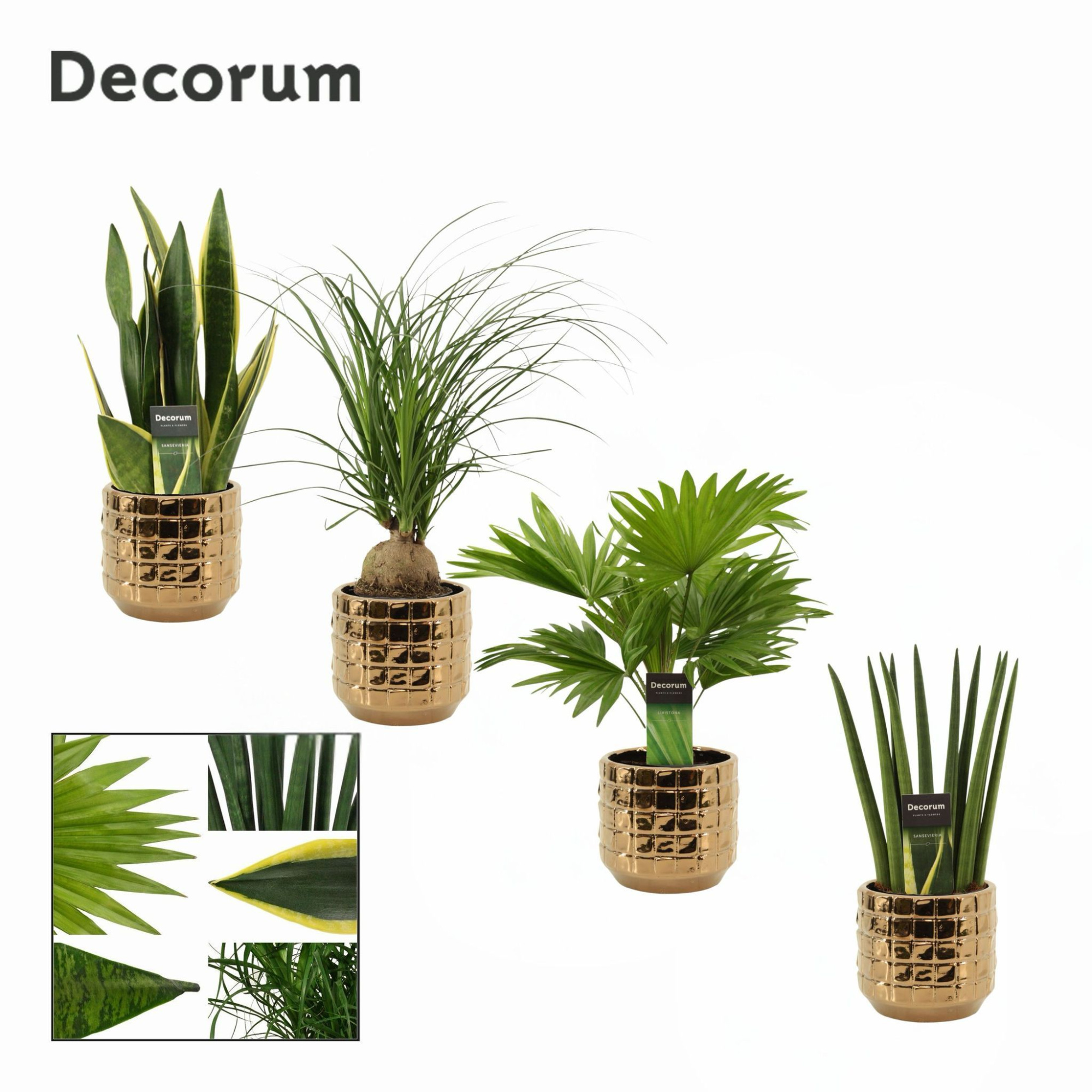 Groenmix 12 cm in Janneke (Top Blend-Collection), D 12 cm