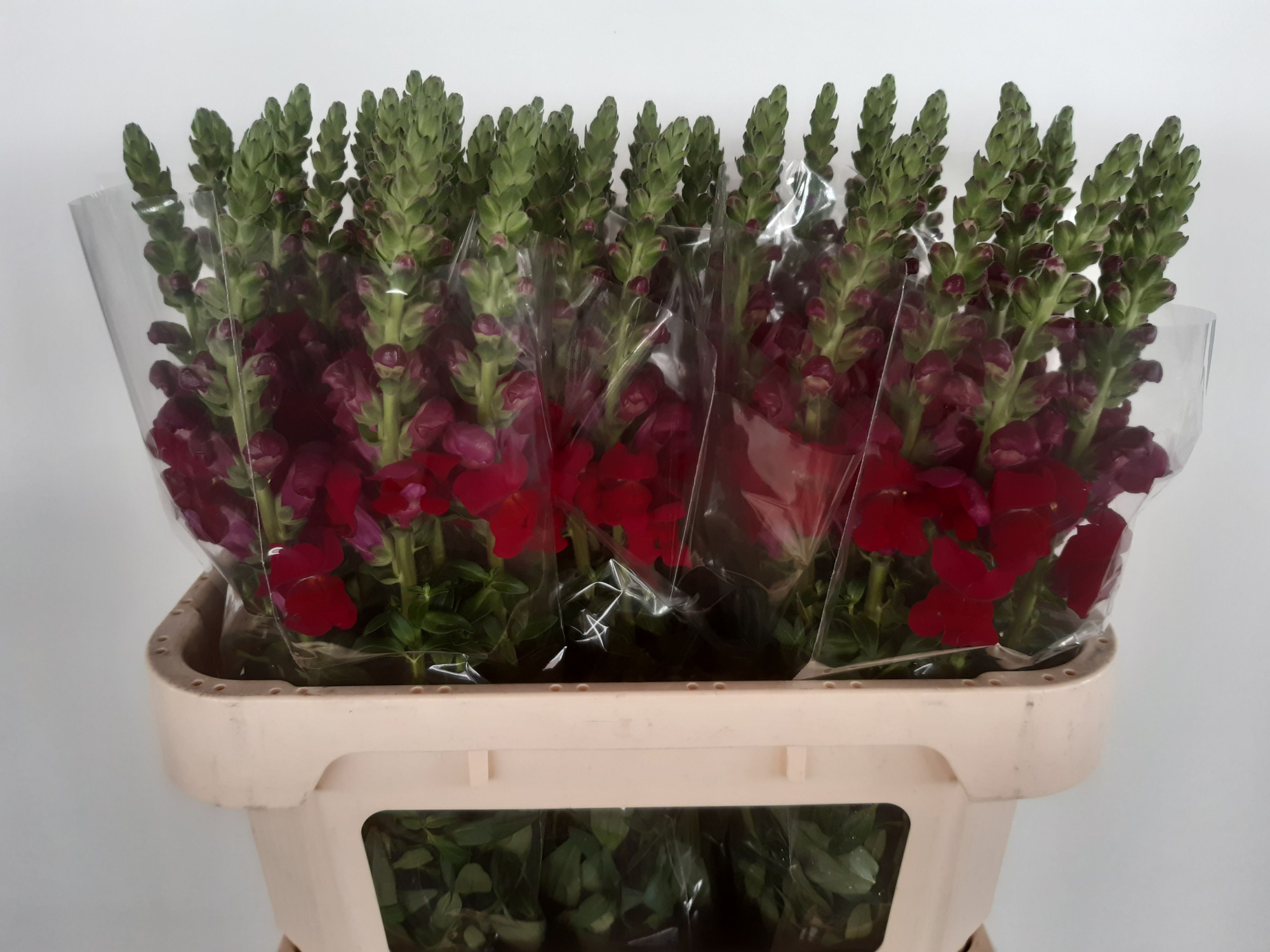 Антирринум Авиньон Дарк Рэд, шт.