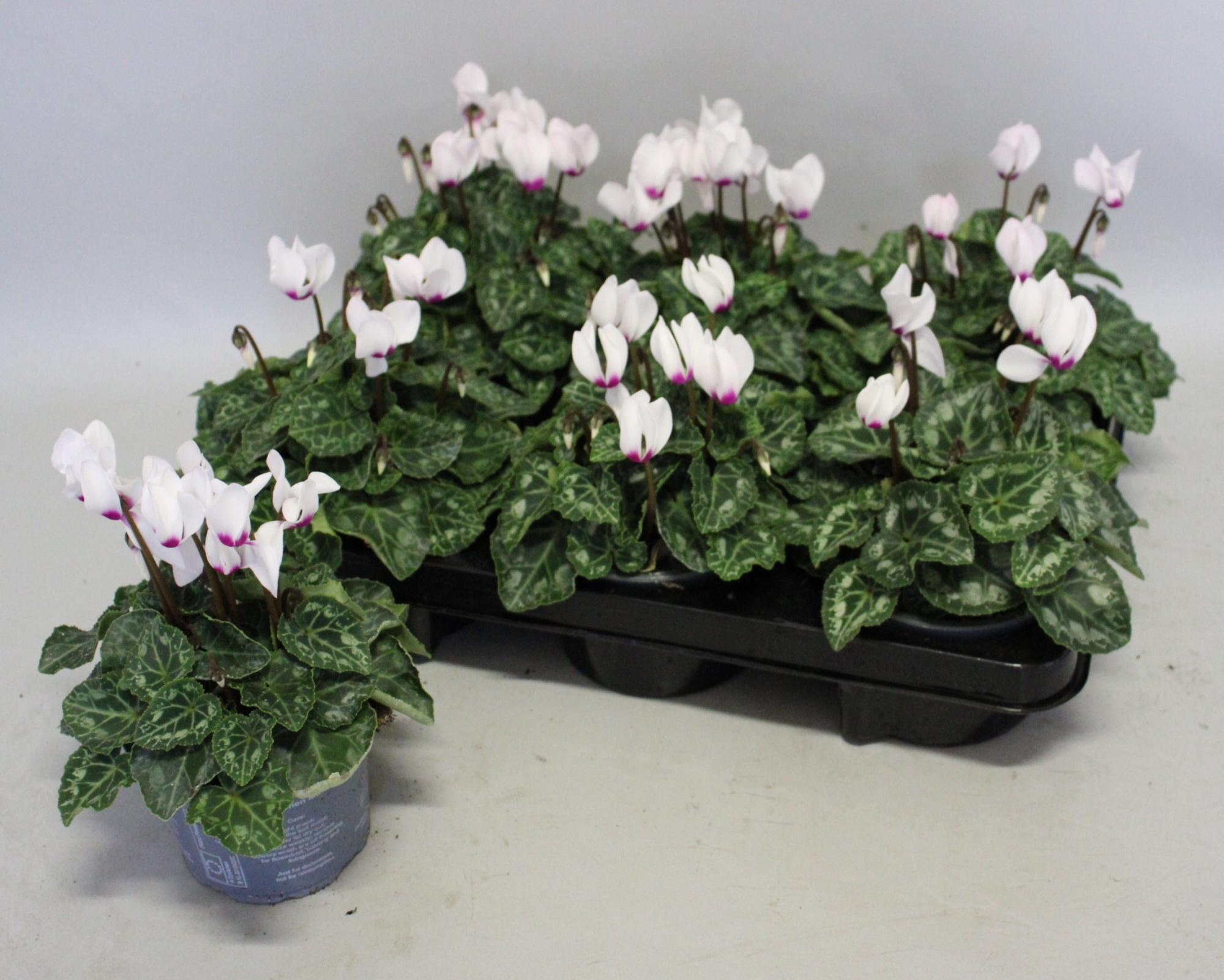 Cyclamen Super Serie 10,5 cm Light with eye, D 10,5 cm