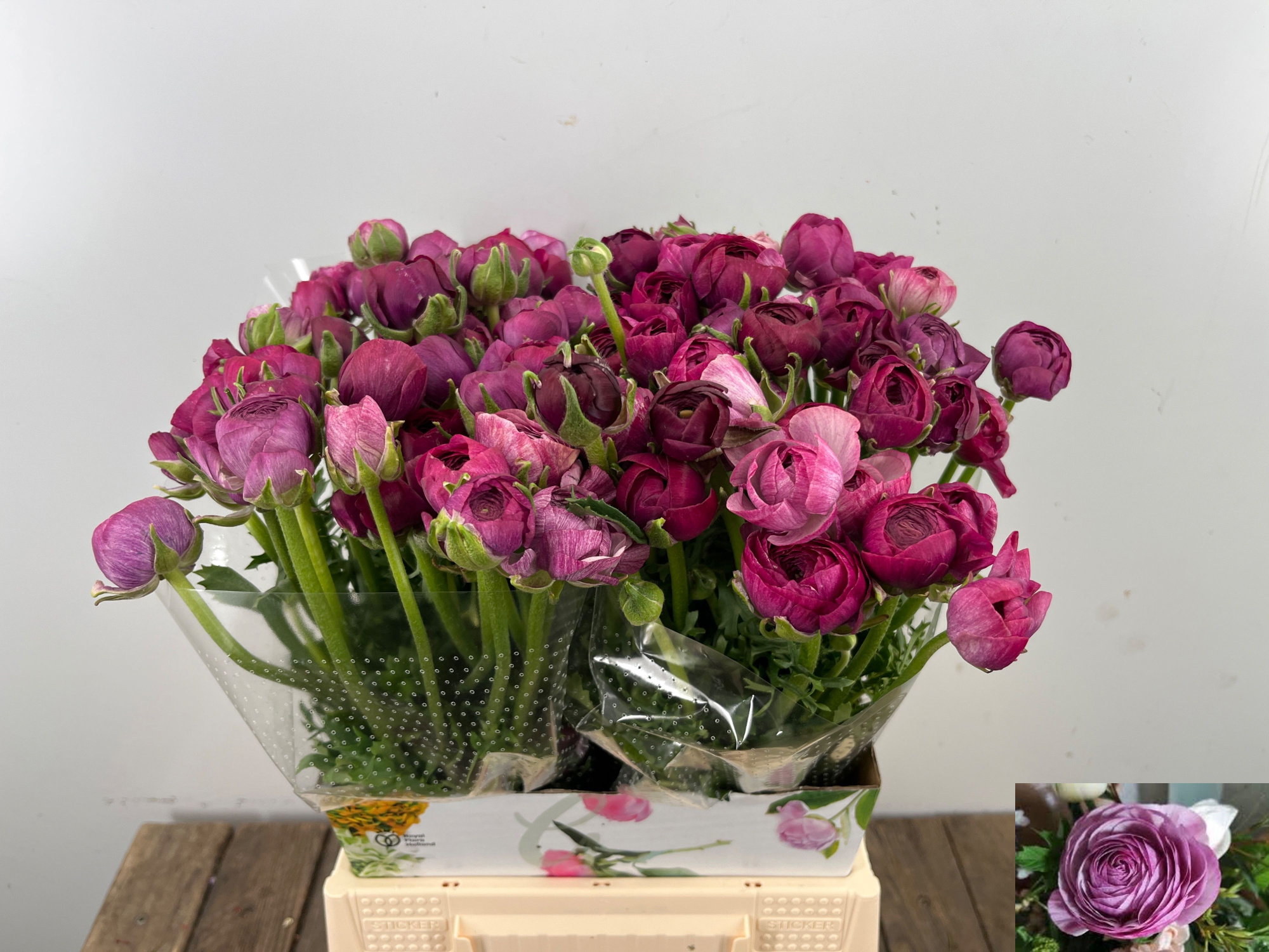 Ранункулус Амандин Перпл Джинс 45, шт.