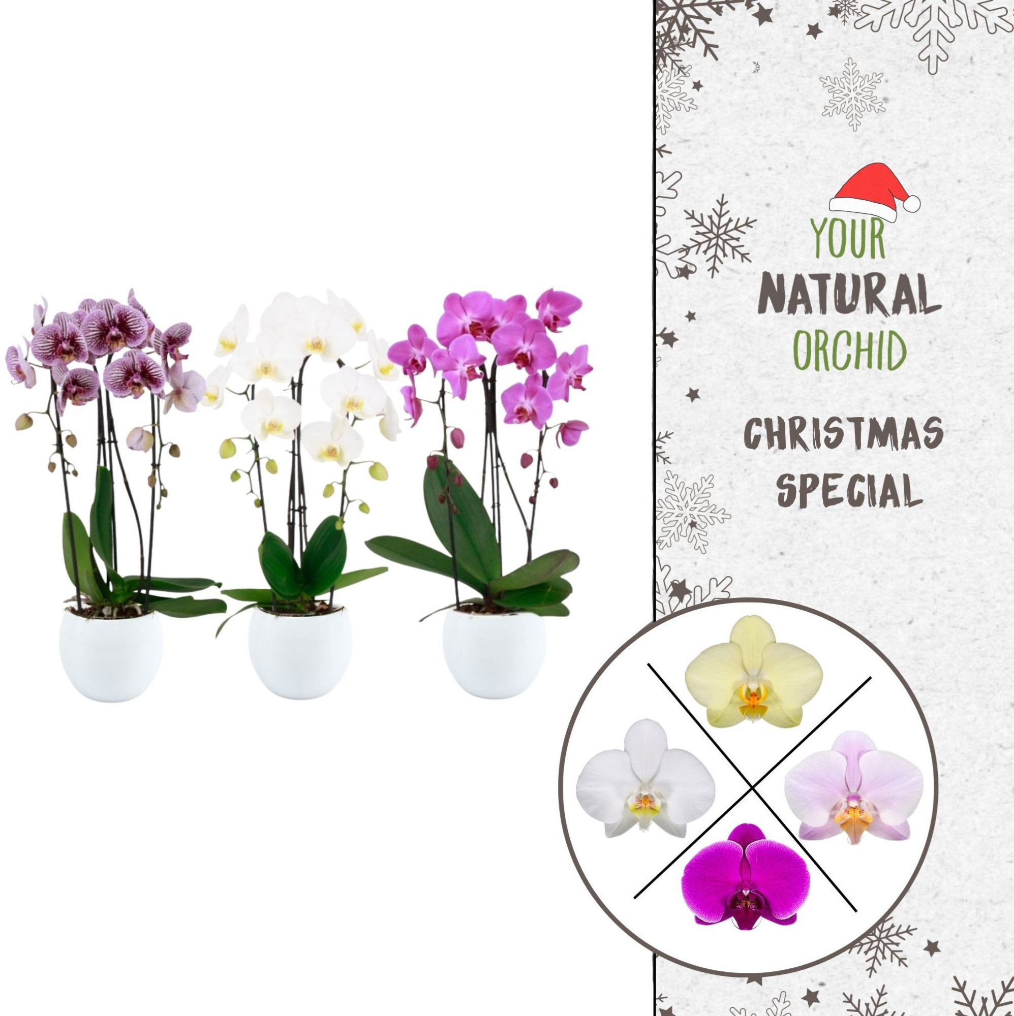 Christmas | 2 spike Cascade mix | Lisa wit, D 12