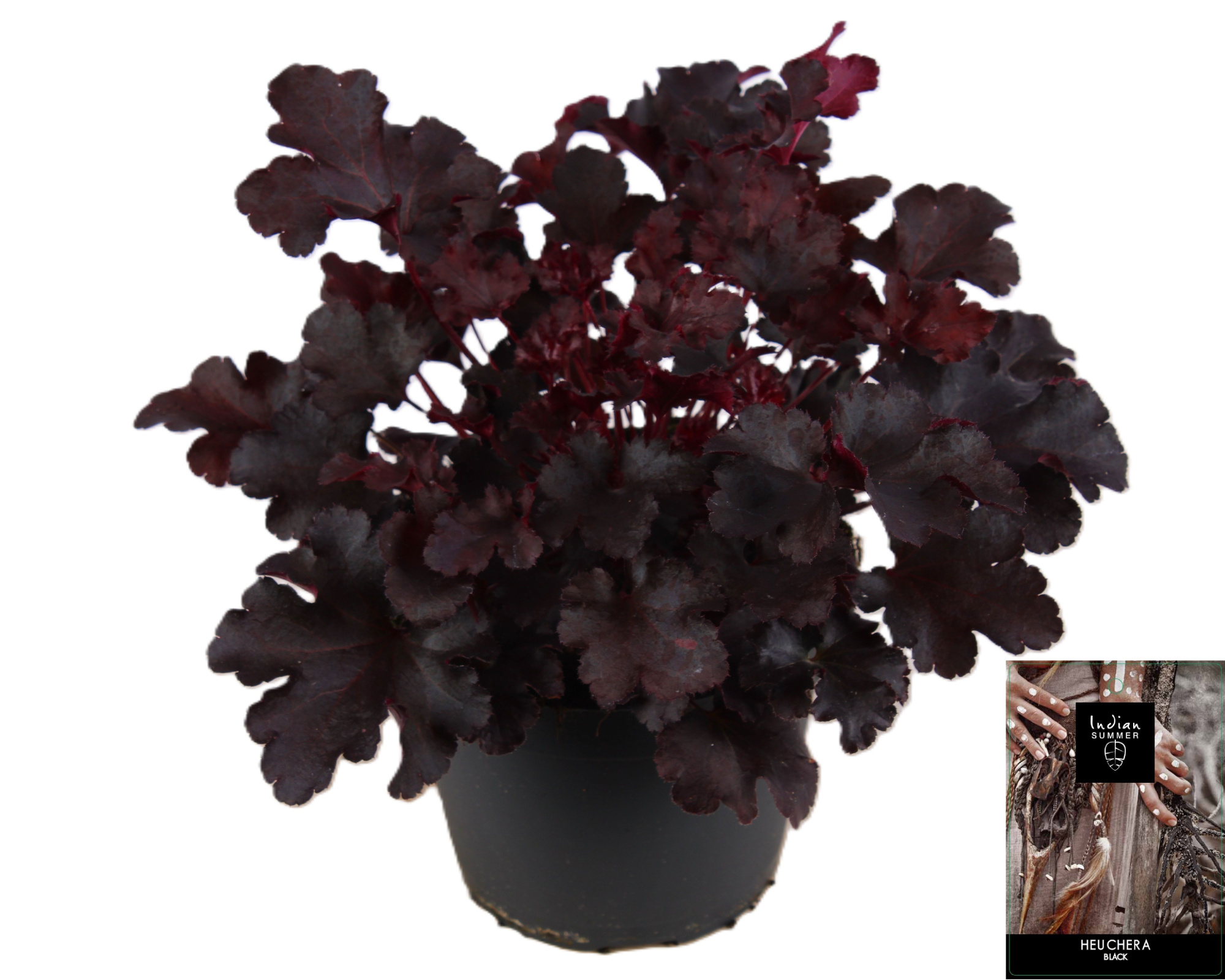 Heuchera Indian Summer Black, D 15