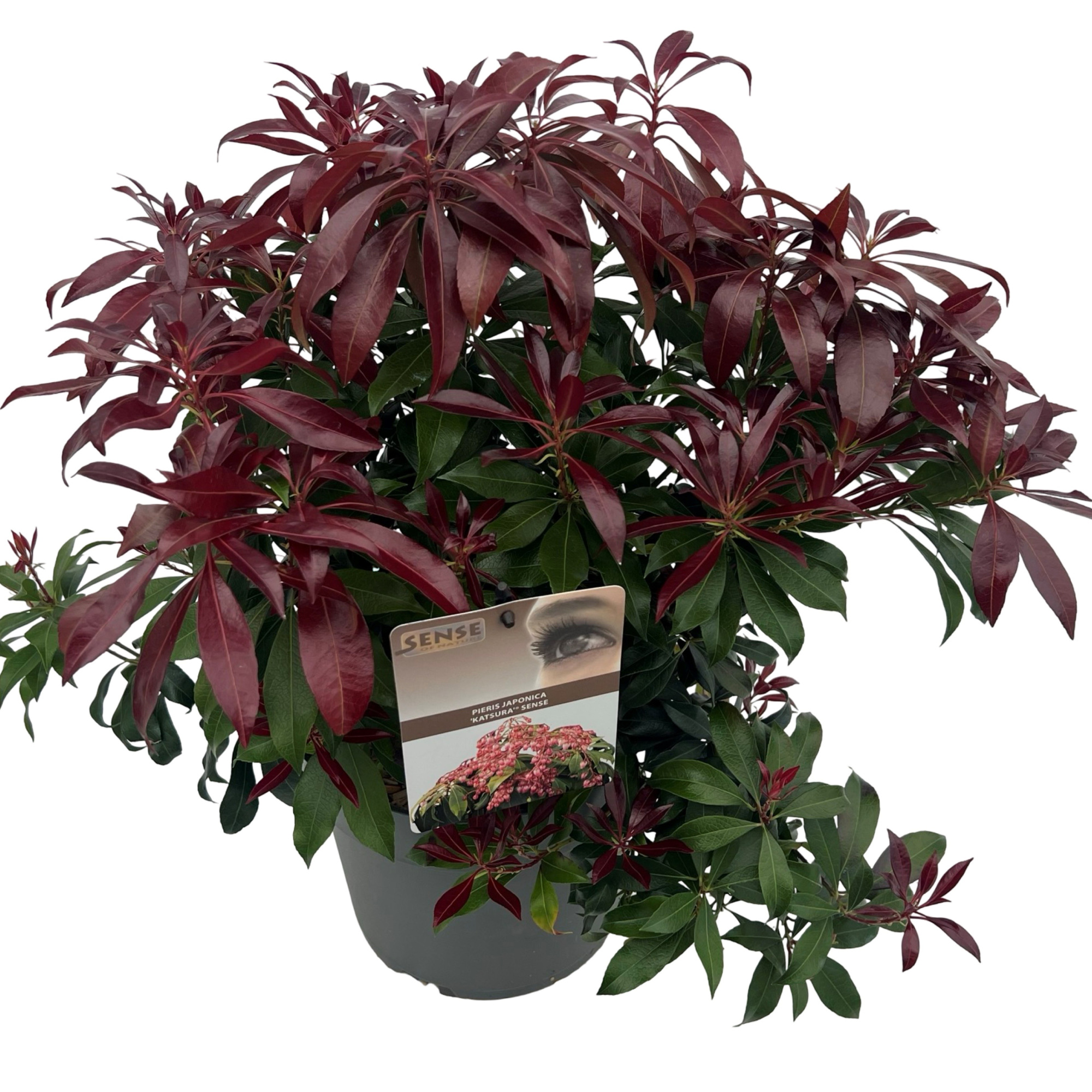 Pieris jap. 'Katsura' sense, D 23