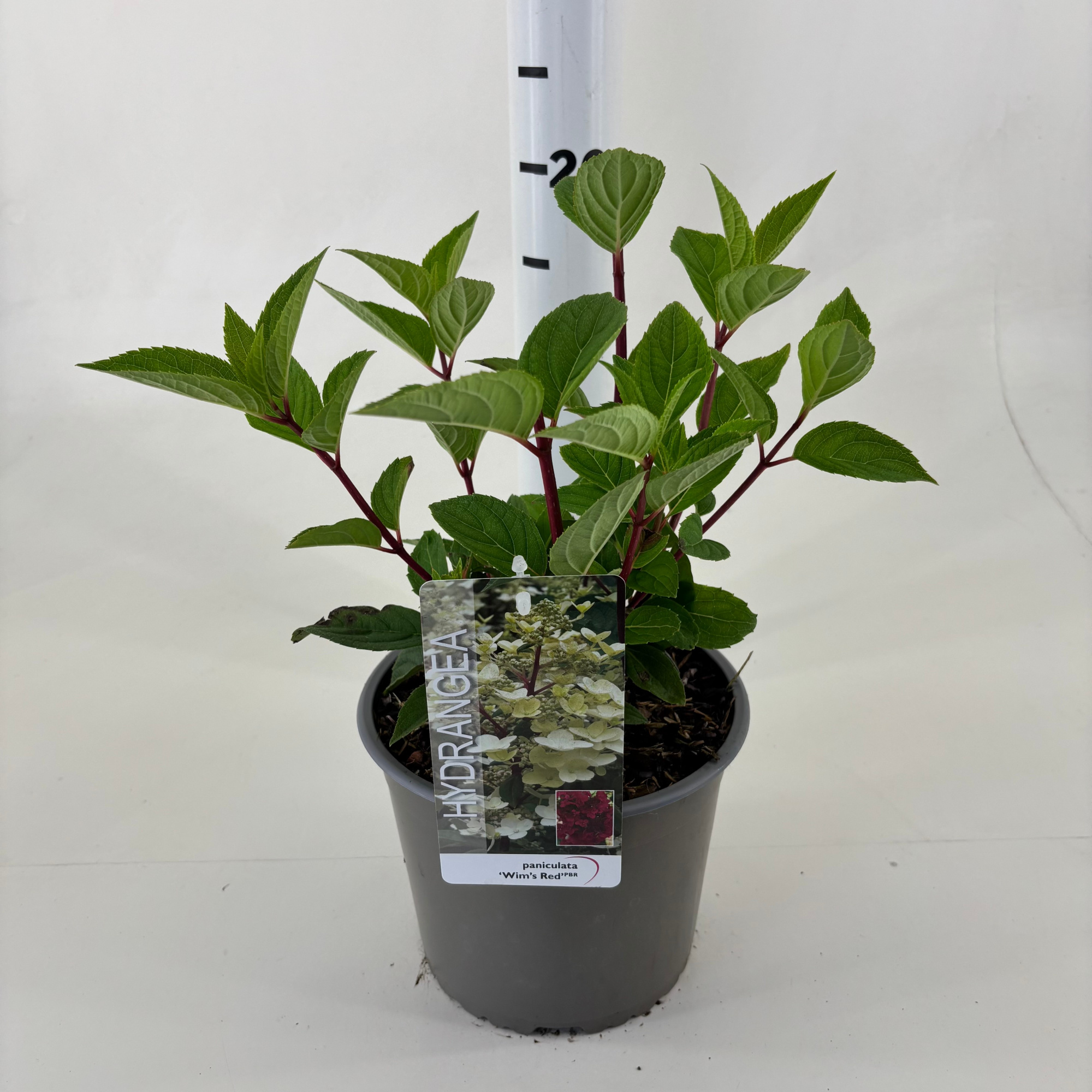 Hydrangea paniculata 'Wim's Red' ® PBR, D 19 cm