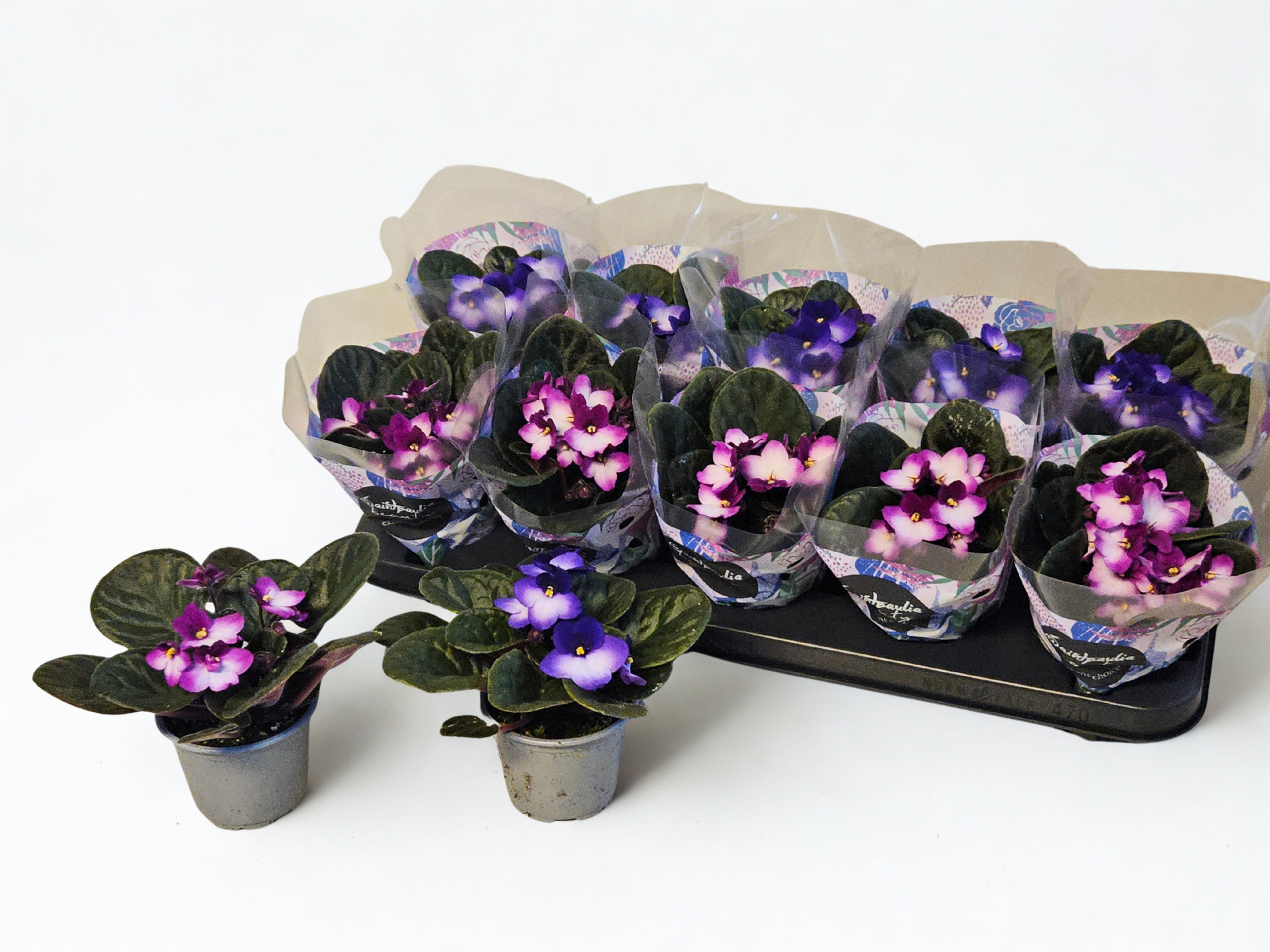 Saintpaulia Bicolor mix 2 kleuren, D 9 cm