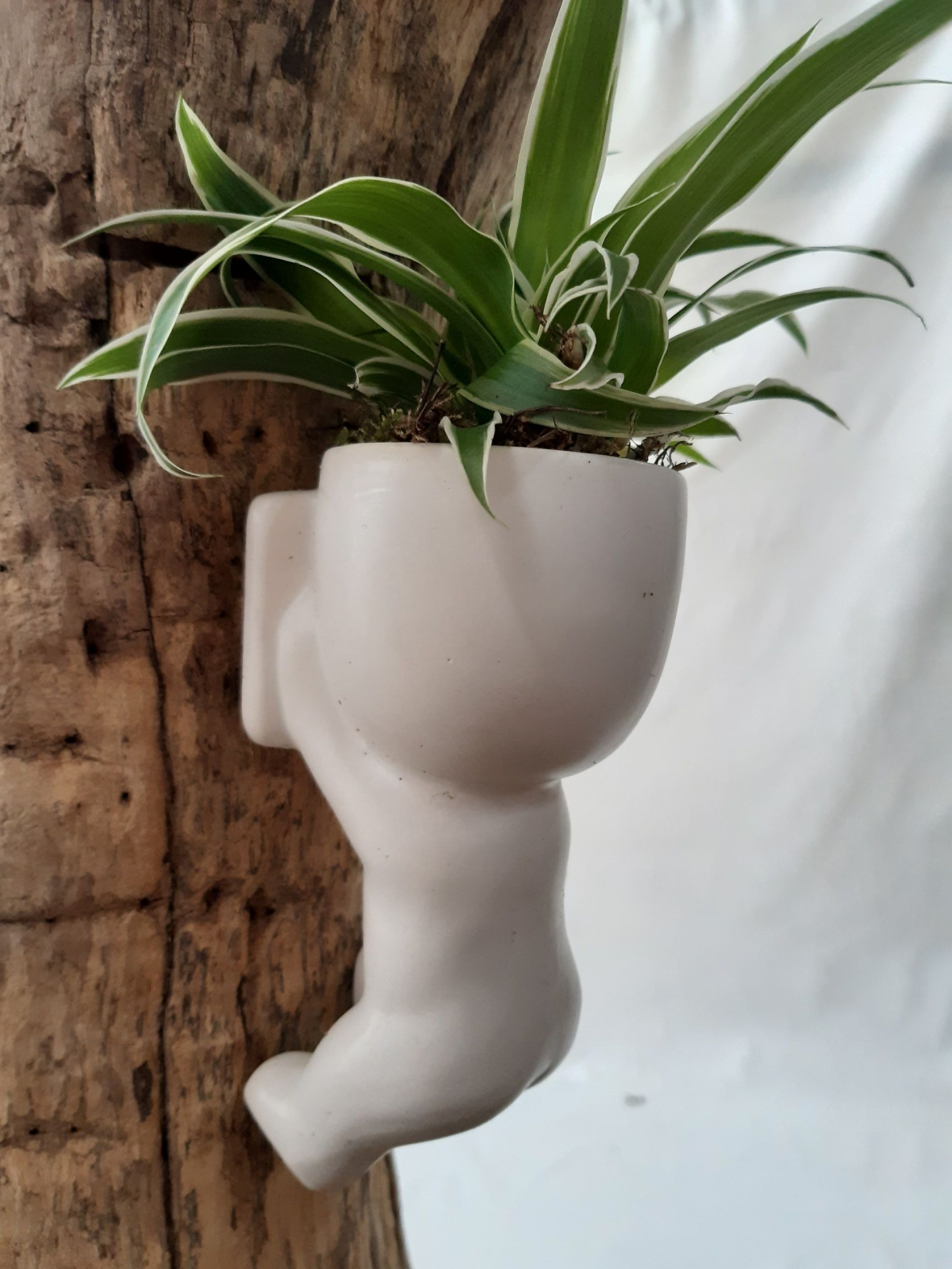 CLC15CHL Climbing Chillings H15 Chlorophytum, D 6