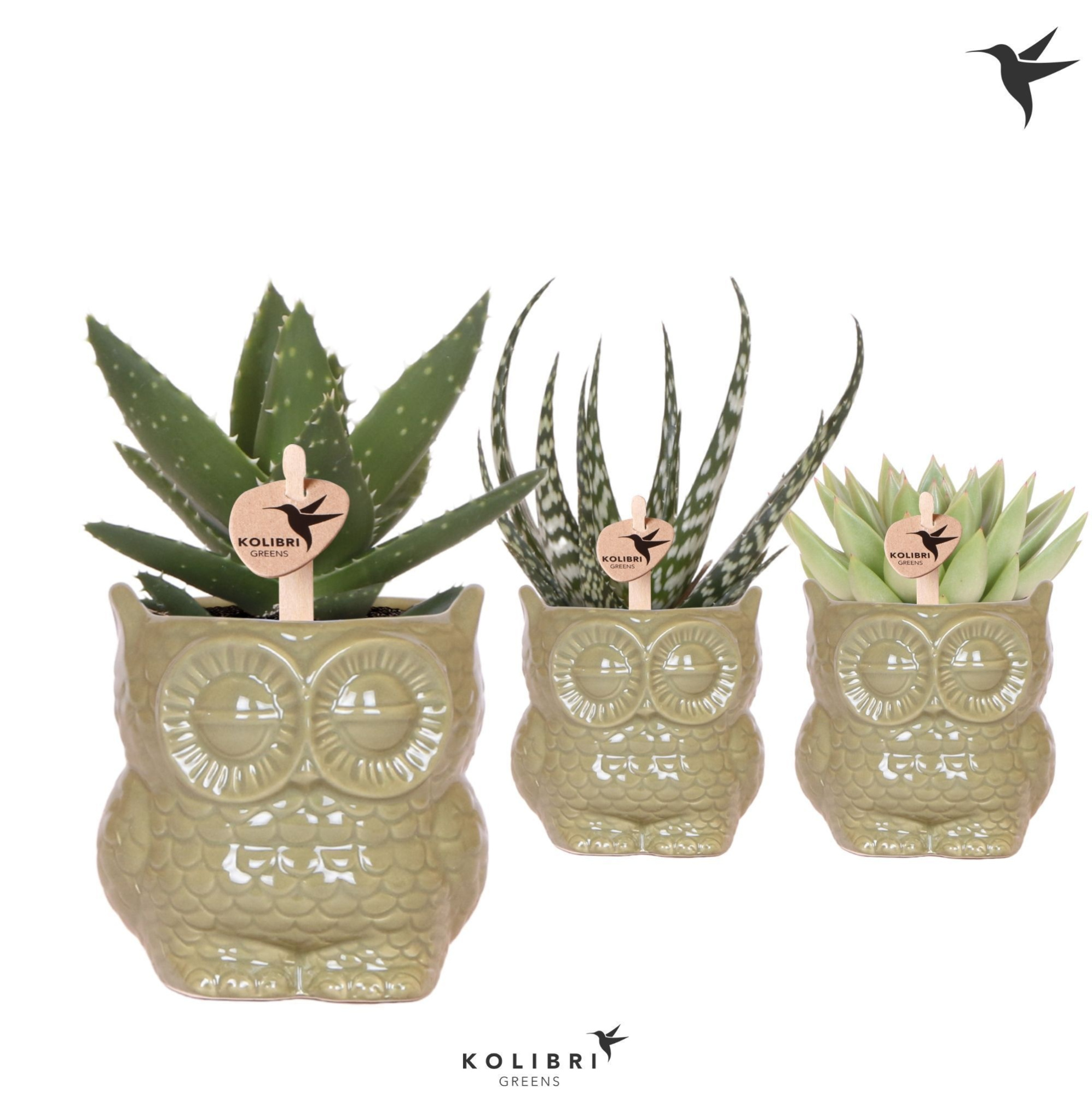 Kolibri Greens Succulenten mix in Owl pot green, D 9 cm