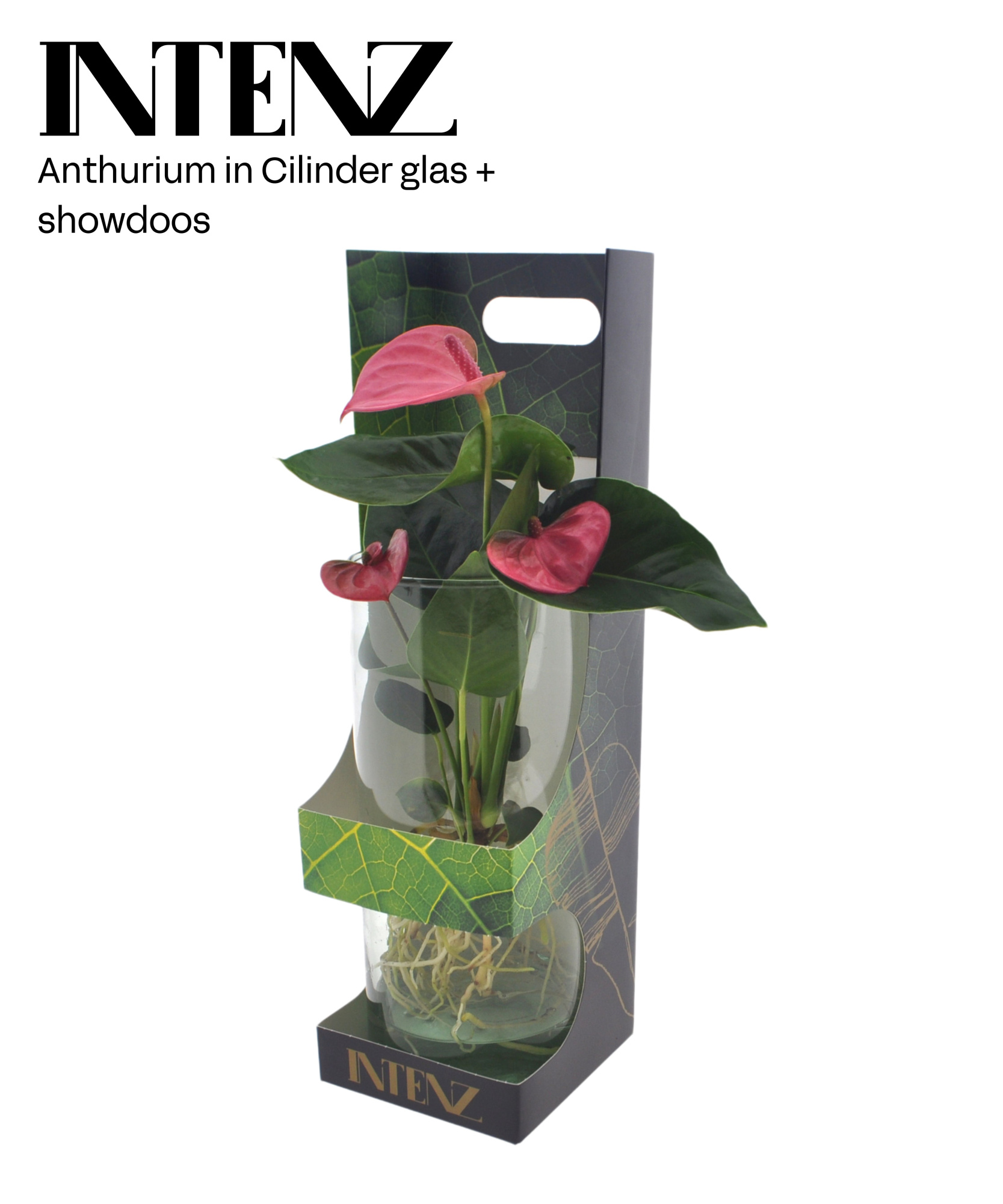 Anthurium in Cylinder glas + showdoos - levertijd: 24 uur, D 12