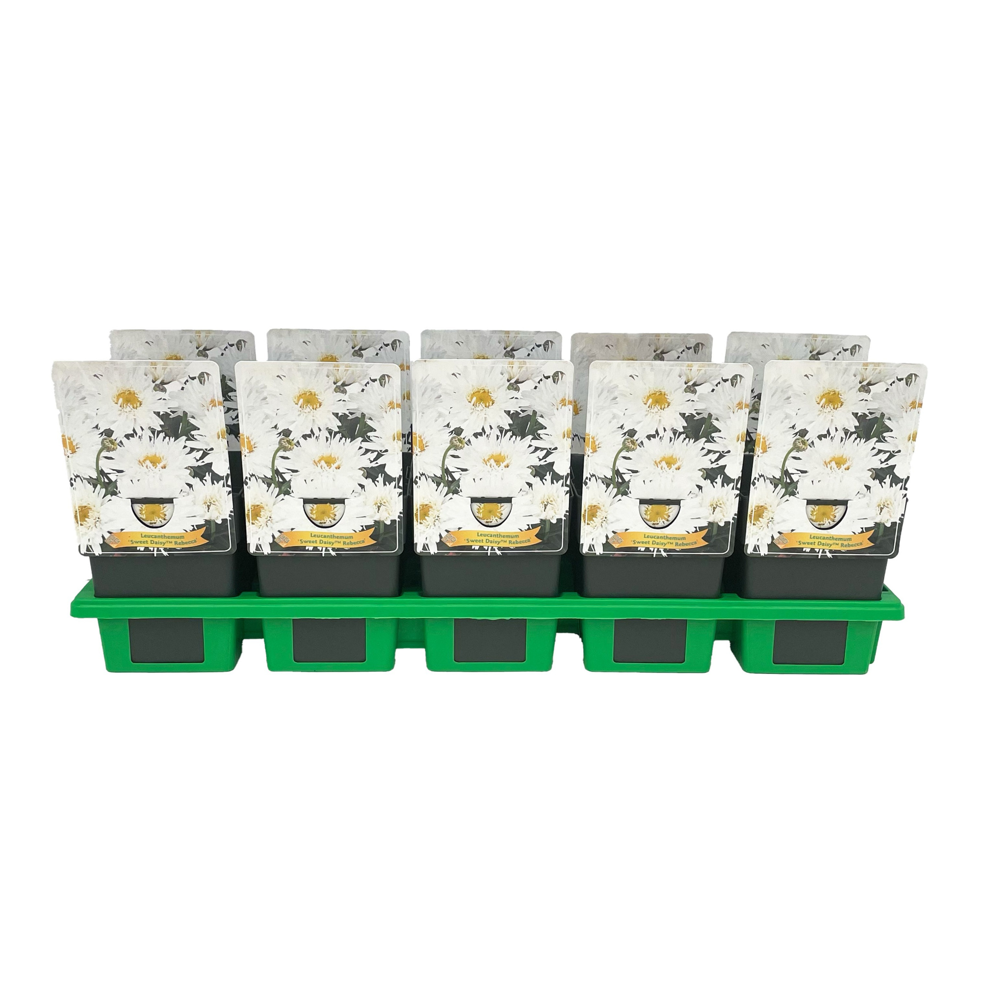 Leucanthemum 'Sweet Daisy Rebecca' P11, D 11 cm