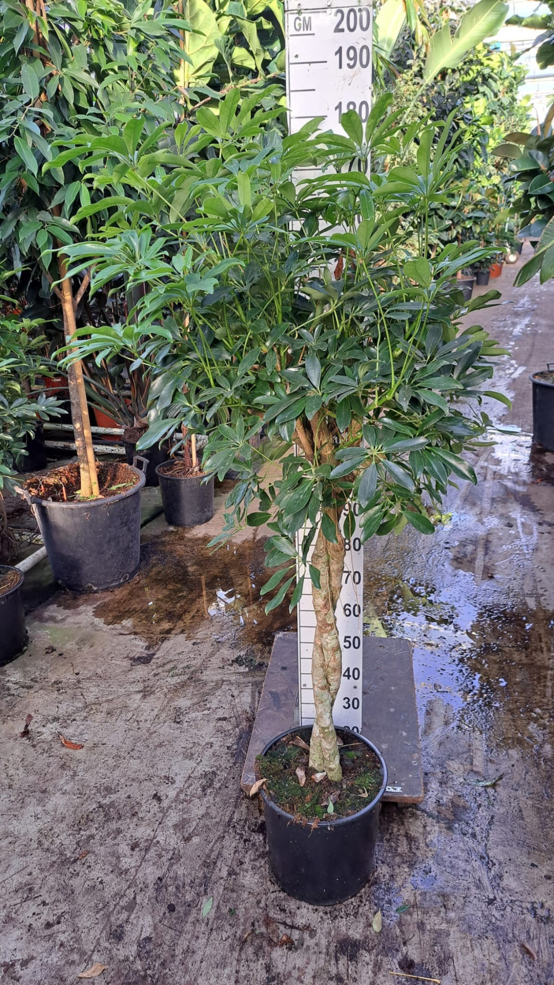Schefflera Compacta twister 180, D 35