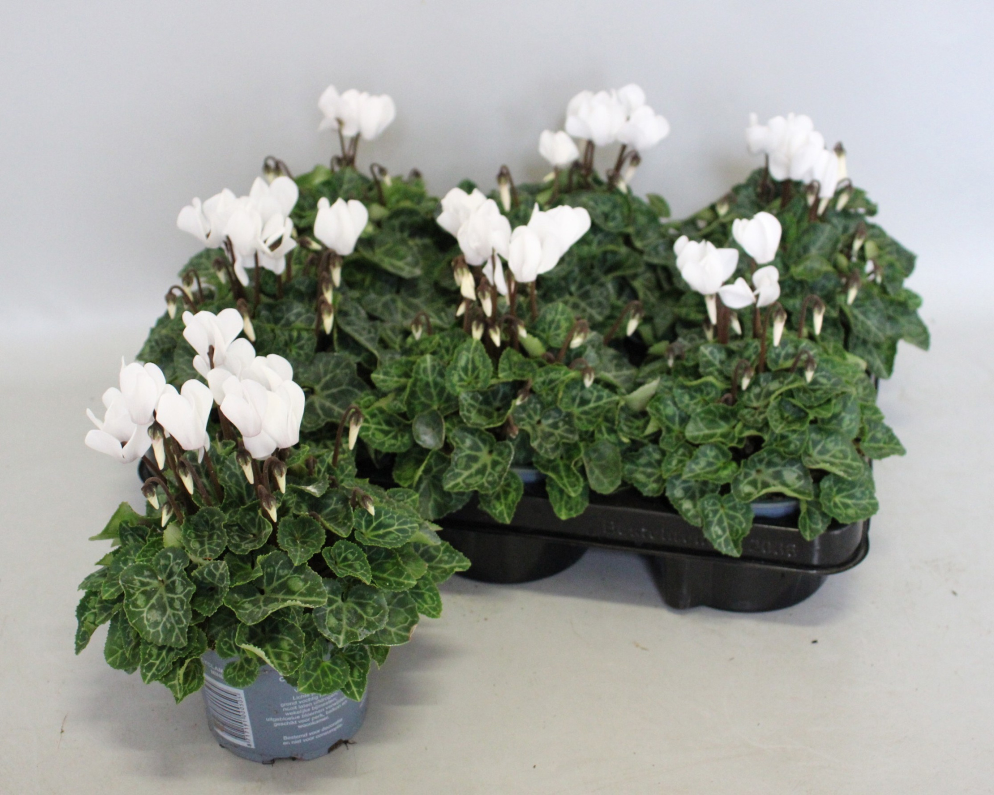 Cyclamen Super Serie 10,5 cm White, D 10,5 cm